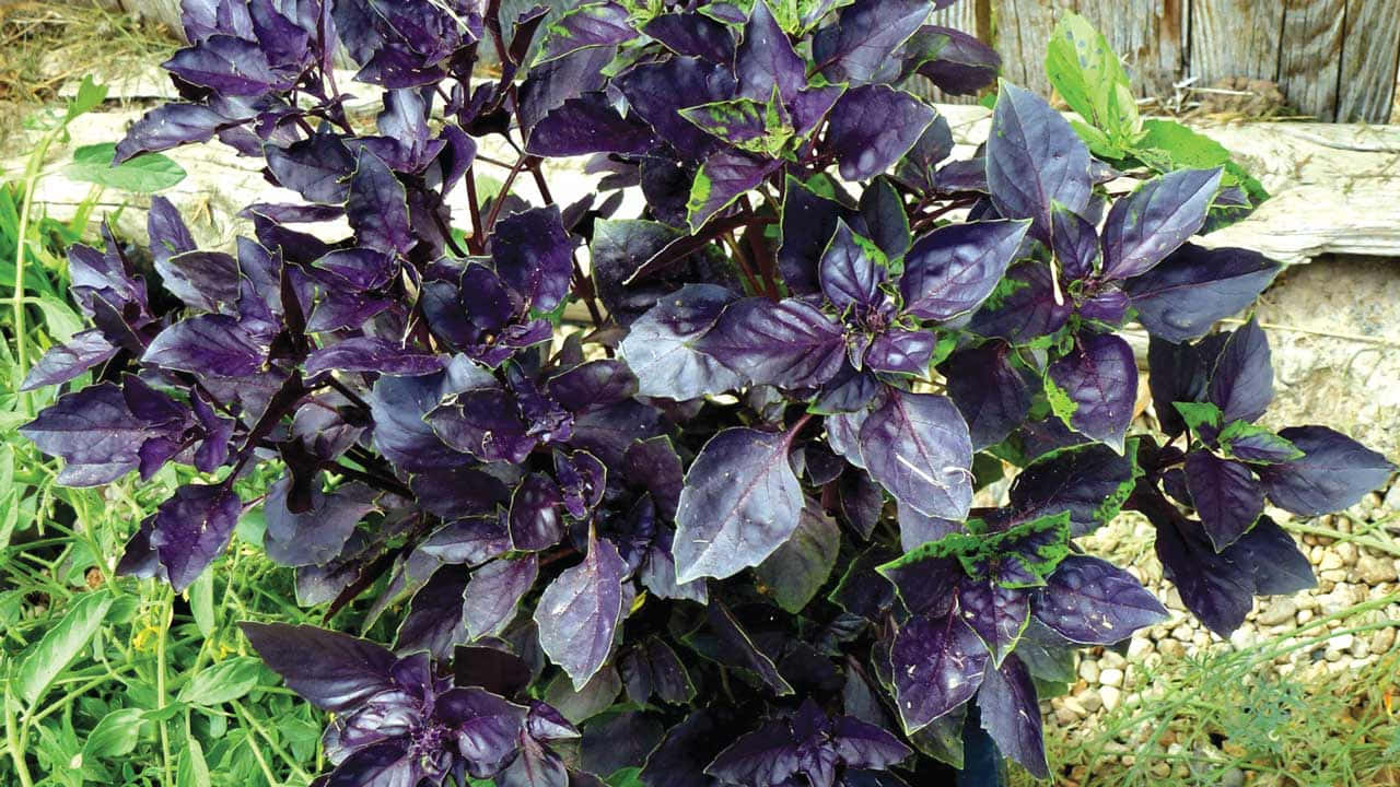 Purple Basil 桌布 壁紙 — 充滿活力的紫色羅勒植物，葉片光澤，在陽光普照的花園苗床中，毗鄰石牆茁壯生長。