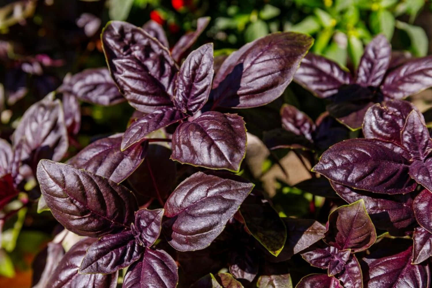 Purple Basil 桌布 壁紙 — 充滿活力的紫色羅勒葉在明亮的陽光下閃閃發光，背景中茂密的綠色葉子柔和地模糊。