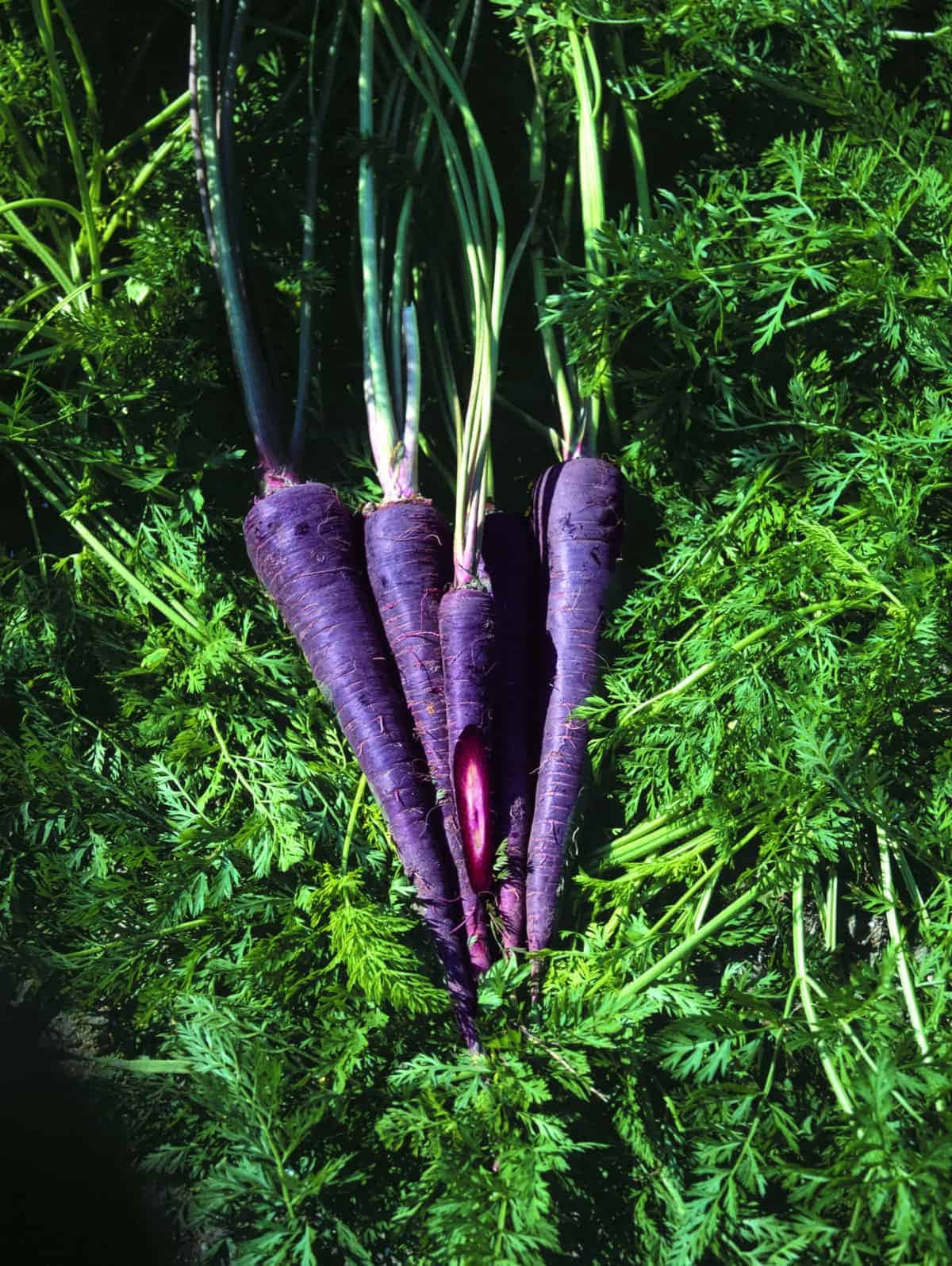 Purple Carrots 桌布 壁紙 — 充滿活力的紫色胡蘿蔔，頂部帶有綠色葉子，在茂密的綠色植物中特寫。