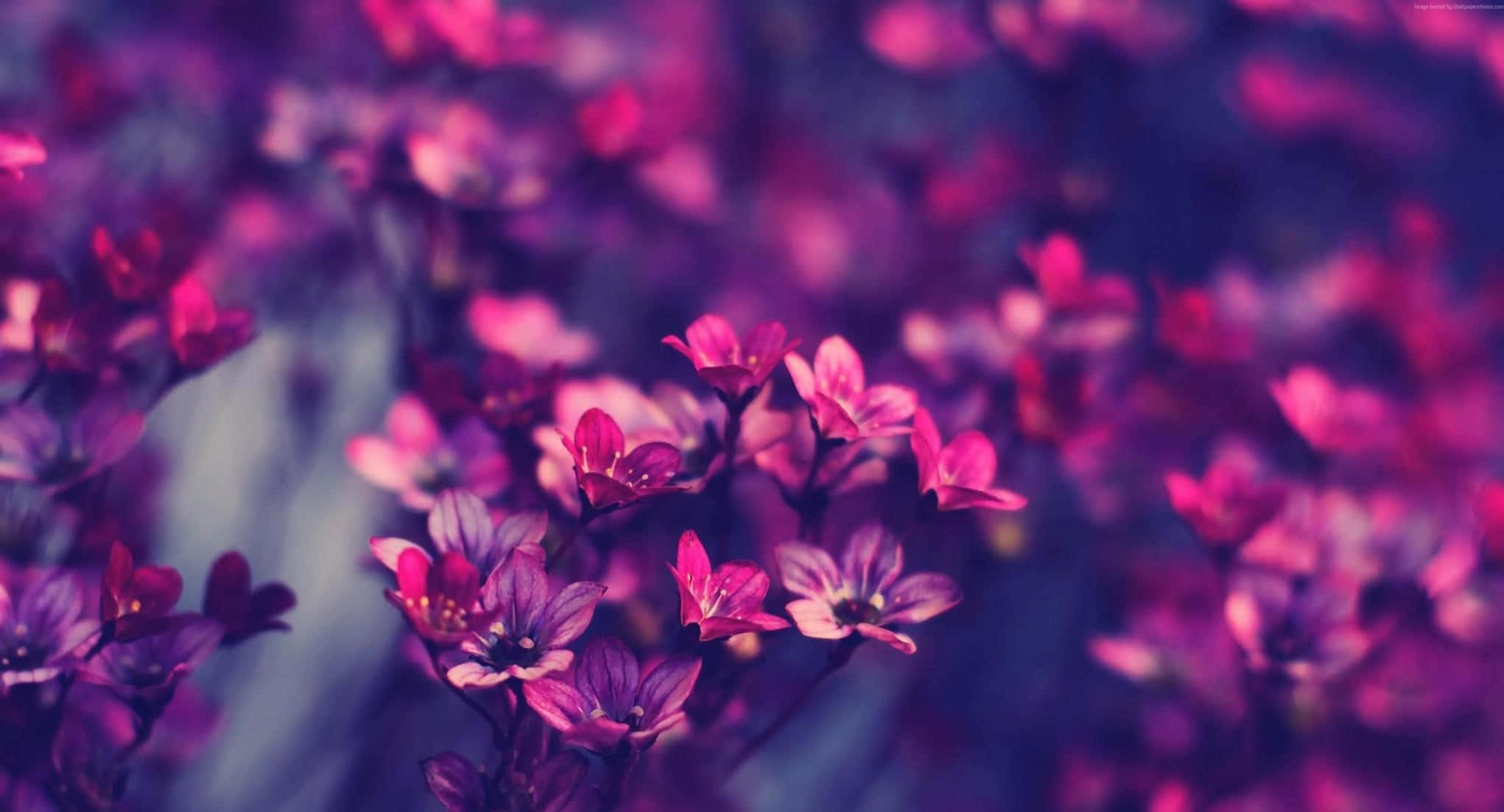 Best Flowers 桌布 壁紙 — 充滿活力的紫色花朵在夢幻般的淺景深中柔和綻放，帶有豐富的洋紅色和紫羅蘭色調。