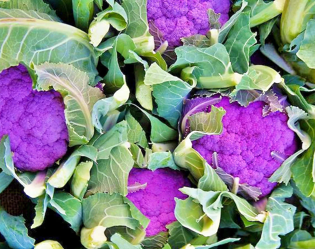 Purple Cauliflower 桌布 壁紙 — 充滿活力的紫色花椰菜頭，藏在新鮮的綠葉中，質地爽脆，色彩對比豐富。