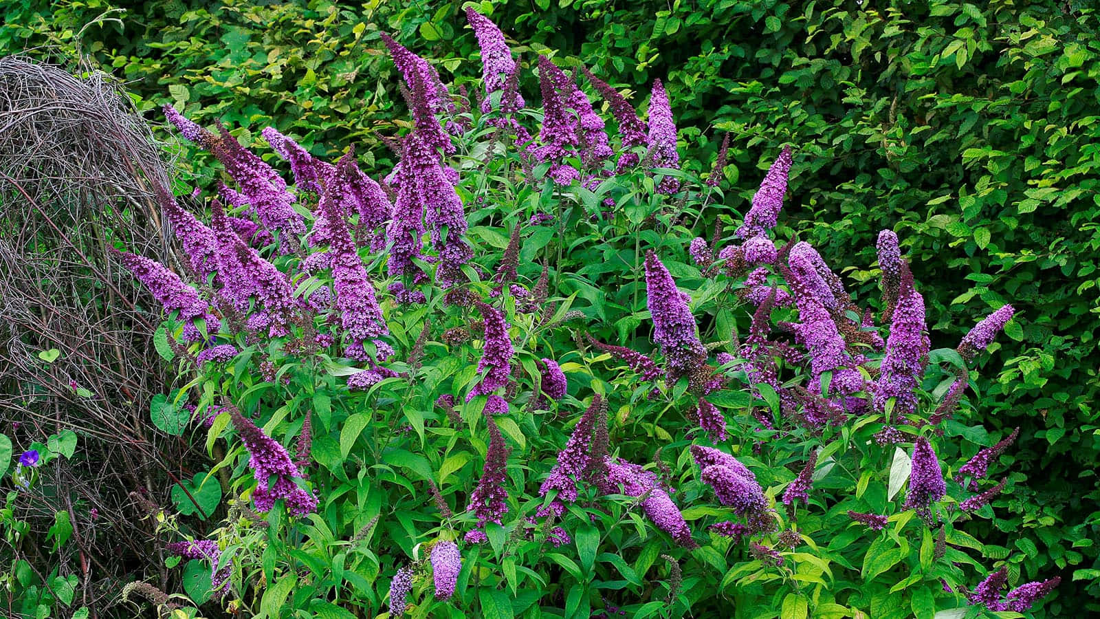 Butterfly Bush 桌布 壁紙 — 充滿活力的紫色花穗在陽光普照的花園場景中穿過茂密的綠色樹葉綻放。