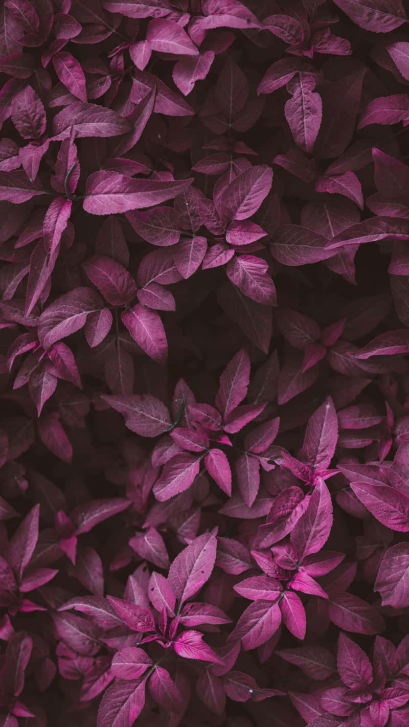 Dark Pink 桌布 壁紙 — 充滿活力的紫色葉片緊密特寫，深色陰影營造出豐富紋理的植物圖案。