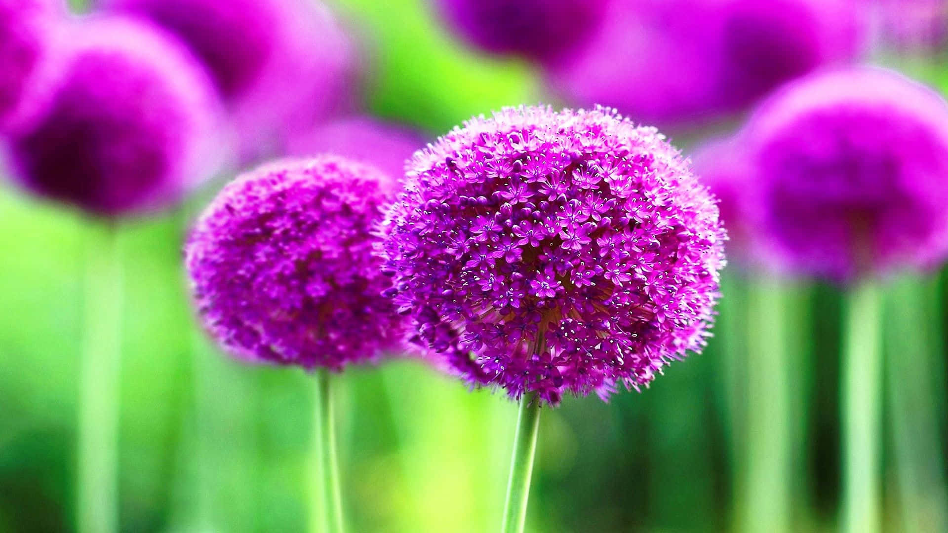 Cute HD 桌布 壁紙 — 充滿活力的紫色蔥花在柔焦中綻放，背景是鬱鬱蔥蔥的綠色。