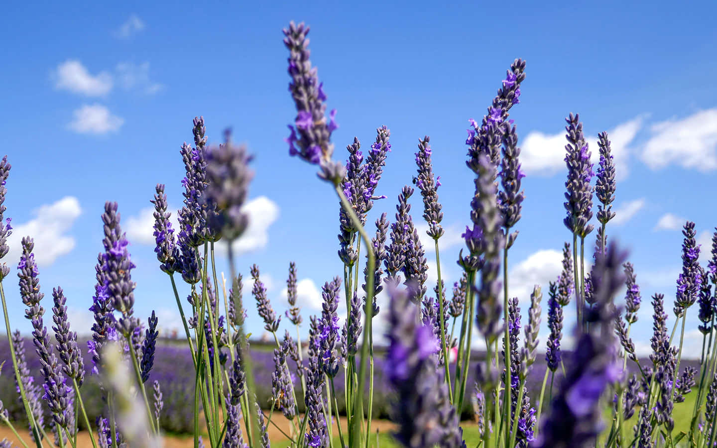 Lavender Field 桌布 壁紙 — 充滿活力的紫色薰衣草穗在明亮的藍天中輕輕搖曳，點綴著蓬鬆的白雲。
