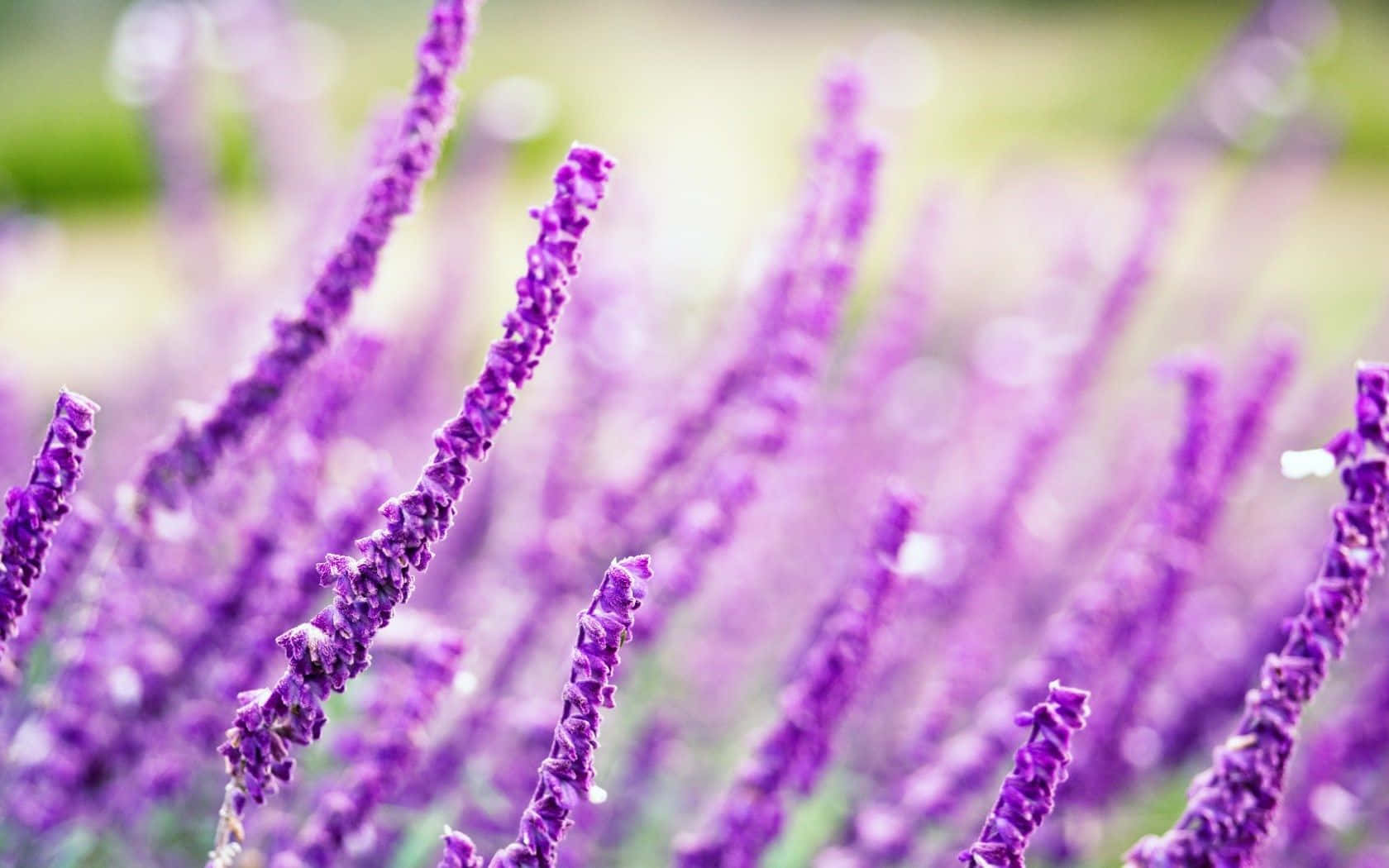 Purple Flowers 桌布 壁紙 — 充滿活力的紫色薰衣草穗在柔和的模糊綠色和白色背景上優雅地升起。