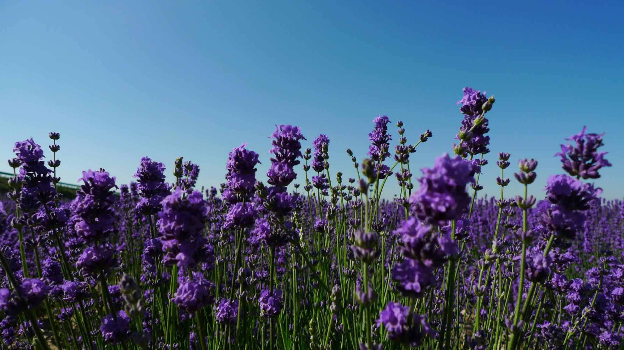 Lavender 桌布 壁紙 — 充滿活力的紫色薰衣草花朵在晴朗的藍天下，於陽光明媚的田野中輕輕搖曳。