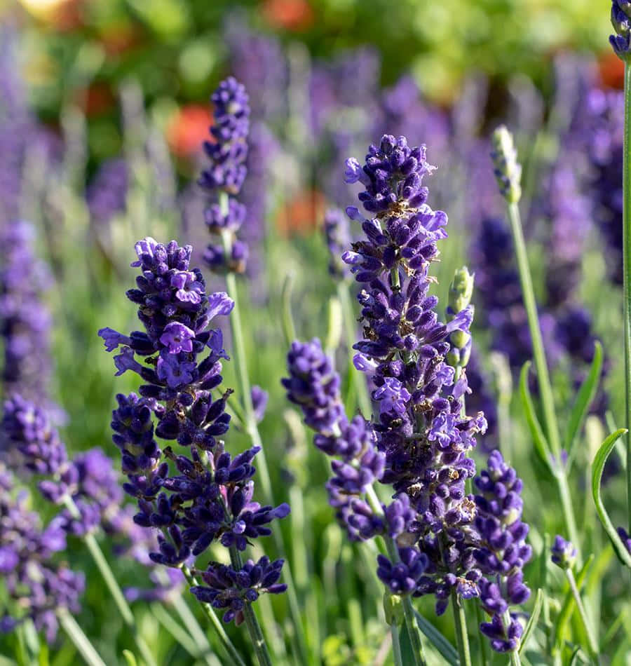 Lavender Blue 桌布 壁紙 — 充滿活力的紫色薰衣草花朵在陽光明媚的花園中輕輕搖曳，襯托著柔軟的綠色葉片和模糊多彩的背景。
