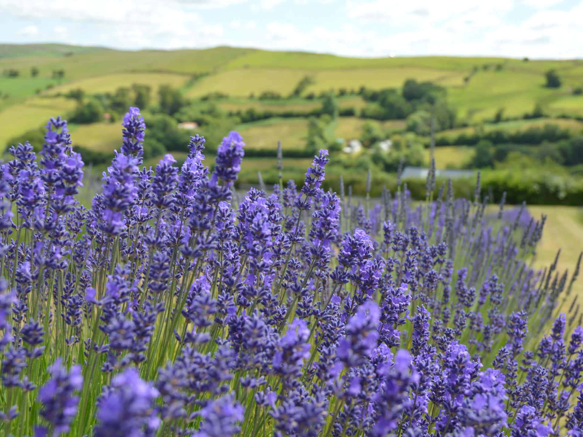 Lavender Field 桌布 壁紙 — 充滿活力的紫色薰衣草花朵在陽光明媚的田野中輕輕搖曳，背景是起伏的綠色山丘和散落的樹木。