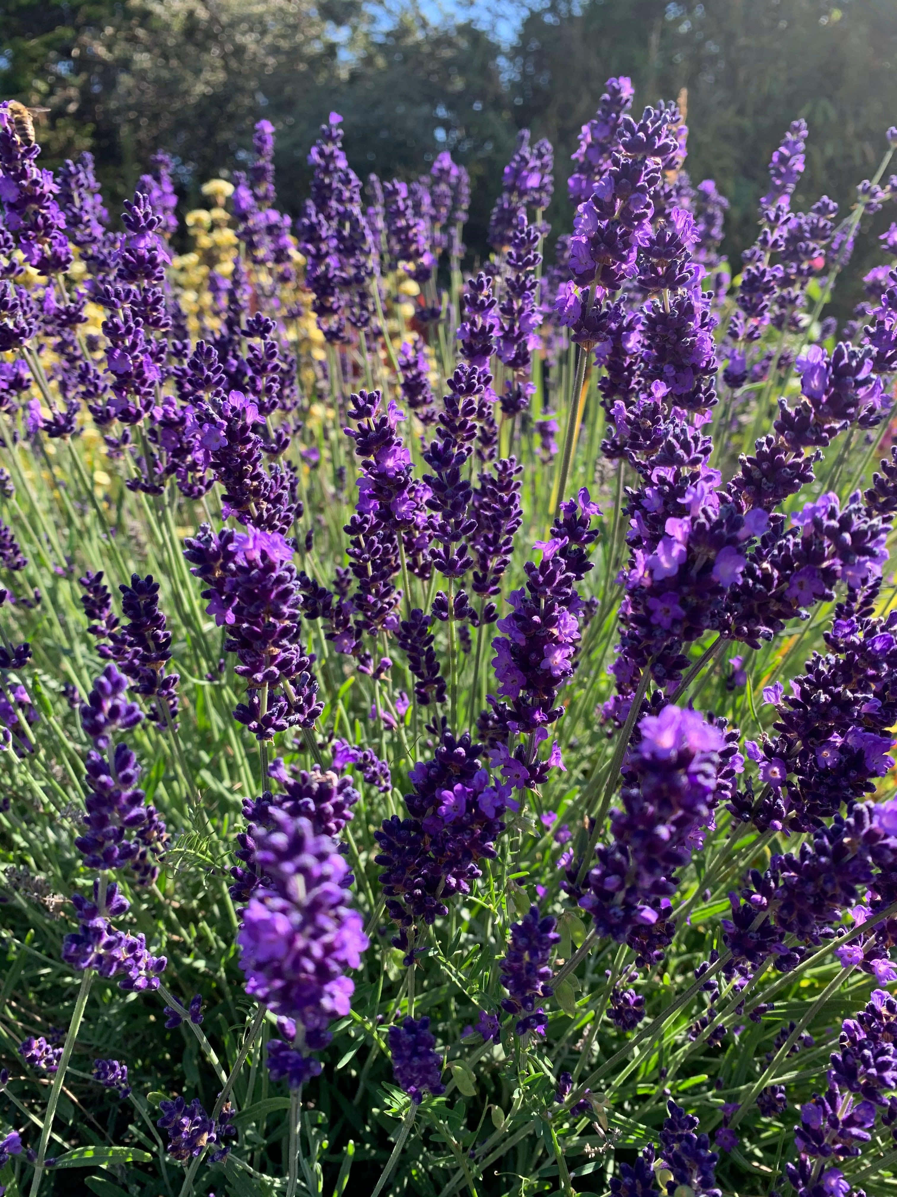 Lavender 桌布 壁紙 — 充滿活力的紫色薰衣草花朵在陽光明媚的花園中輕輕搖曳，綠色莖稈和背景中模糊的黃色花朵。