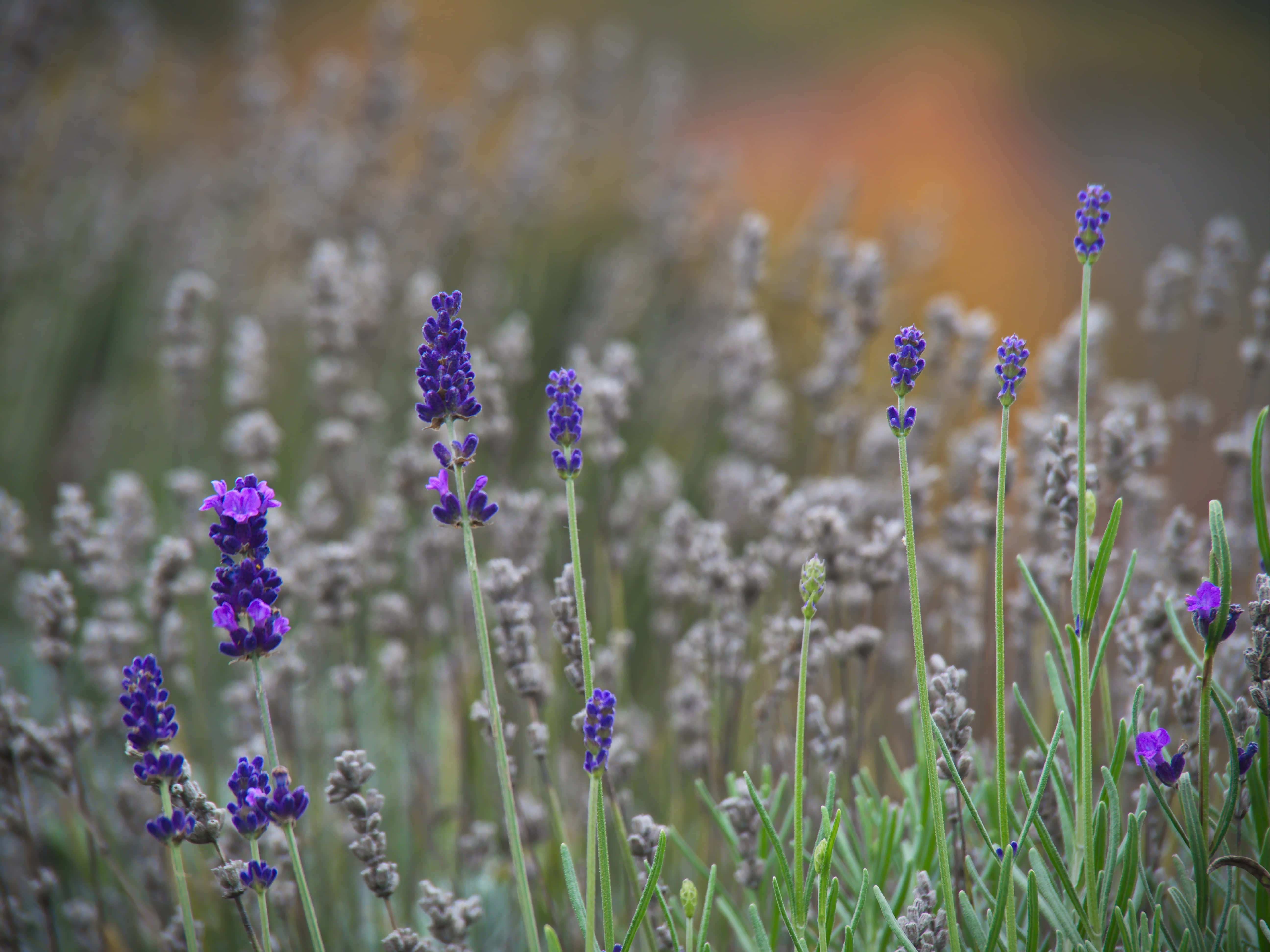 Lavender Field 桌布 壁紙 — 充滿活力的紫色薰衣草花朵從綠色莖幹上優雅地升起，背景是柔和模糊的金色。