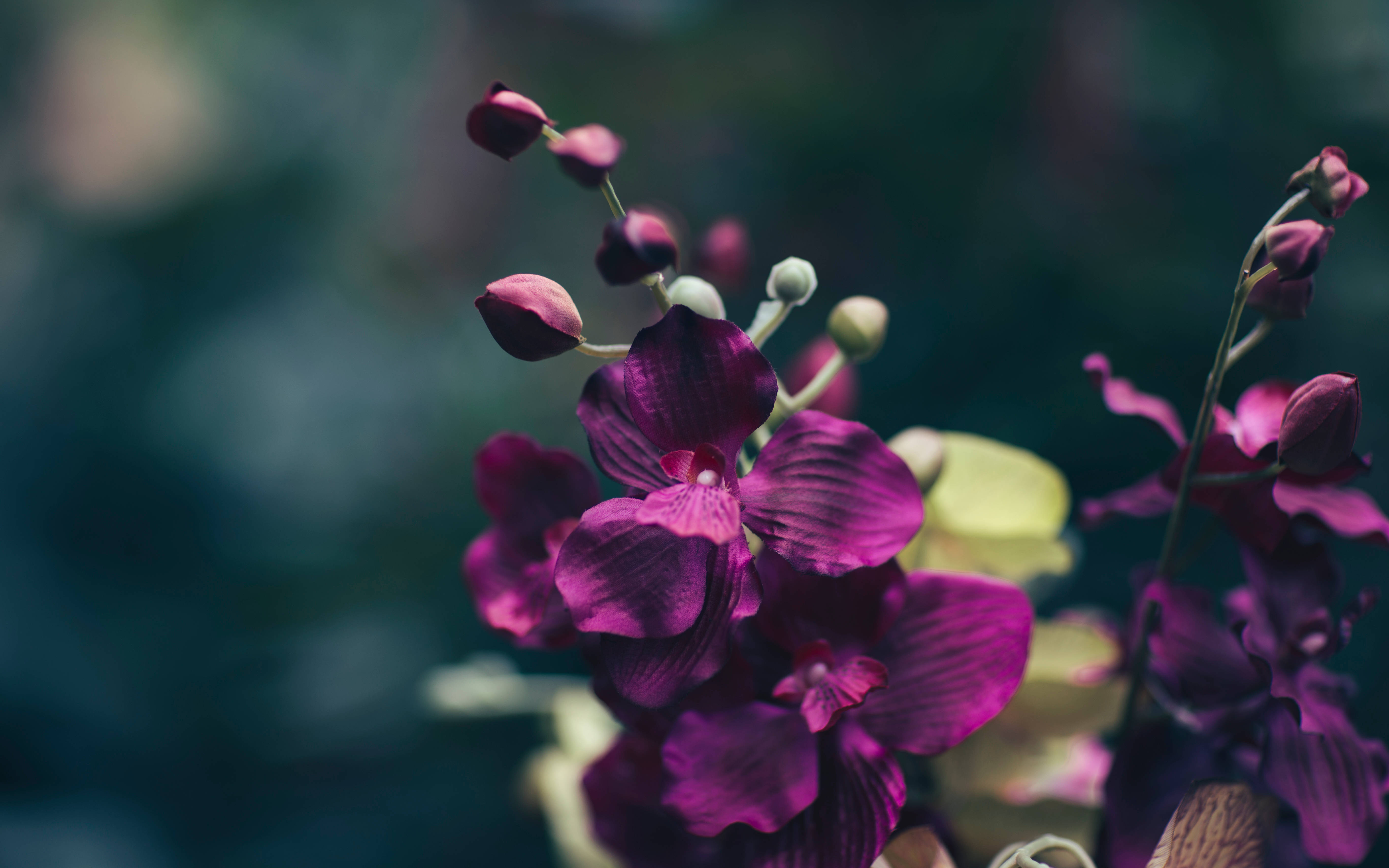 暗色花卉 桌布 壁紙 — 充滿活力的紫色蘭花盛開，帶有精緻的花瓣和花蕾，背景是柔和的模糊青綠色。