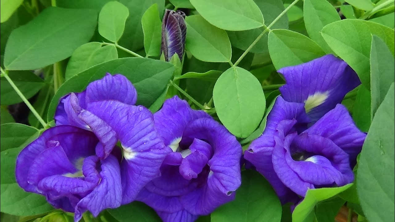 花 桌布 壁紙 — 充滿活力的紫色蝶豆花在茂密的綠葉中綻放，特寫自然鏡頭。