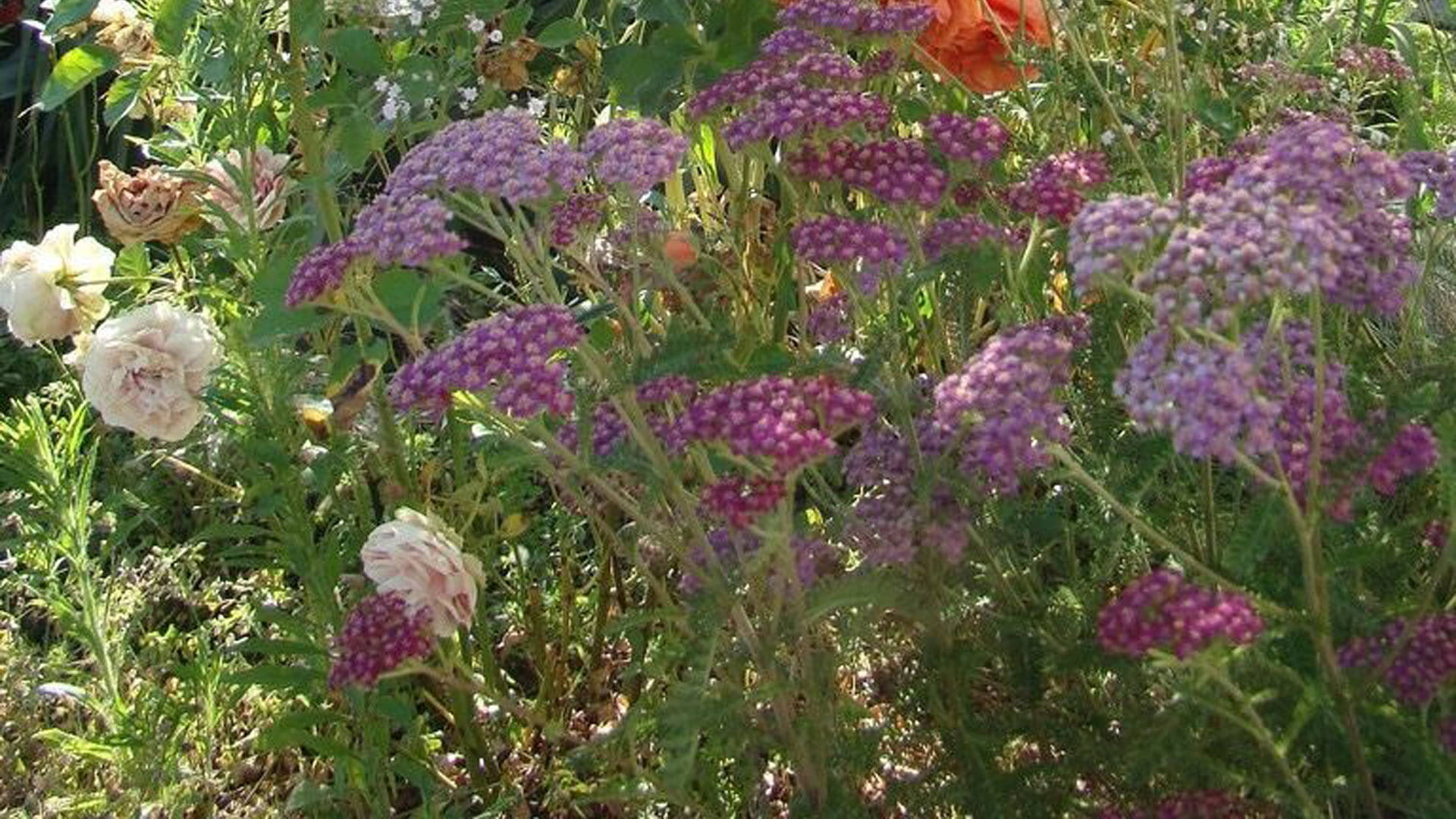 紫色西洋蓍草花和白玫瑰在陽光普照的花園中一起生長。 — 田園風 GIF 壁紙