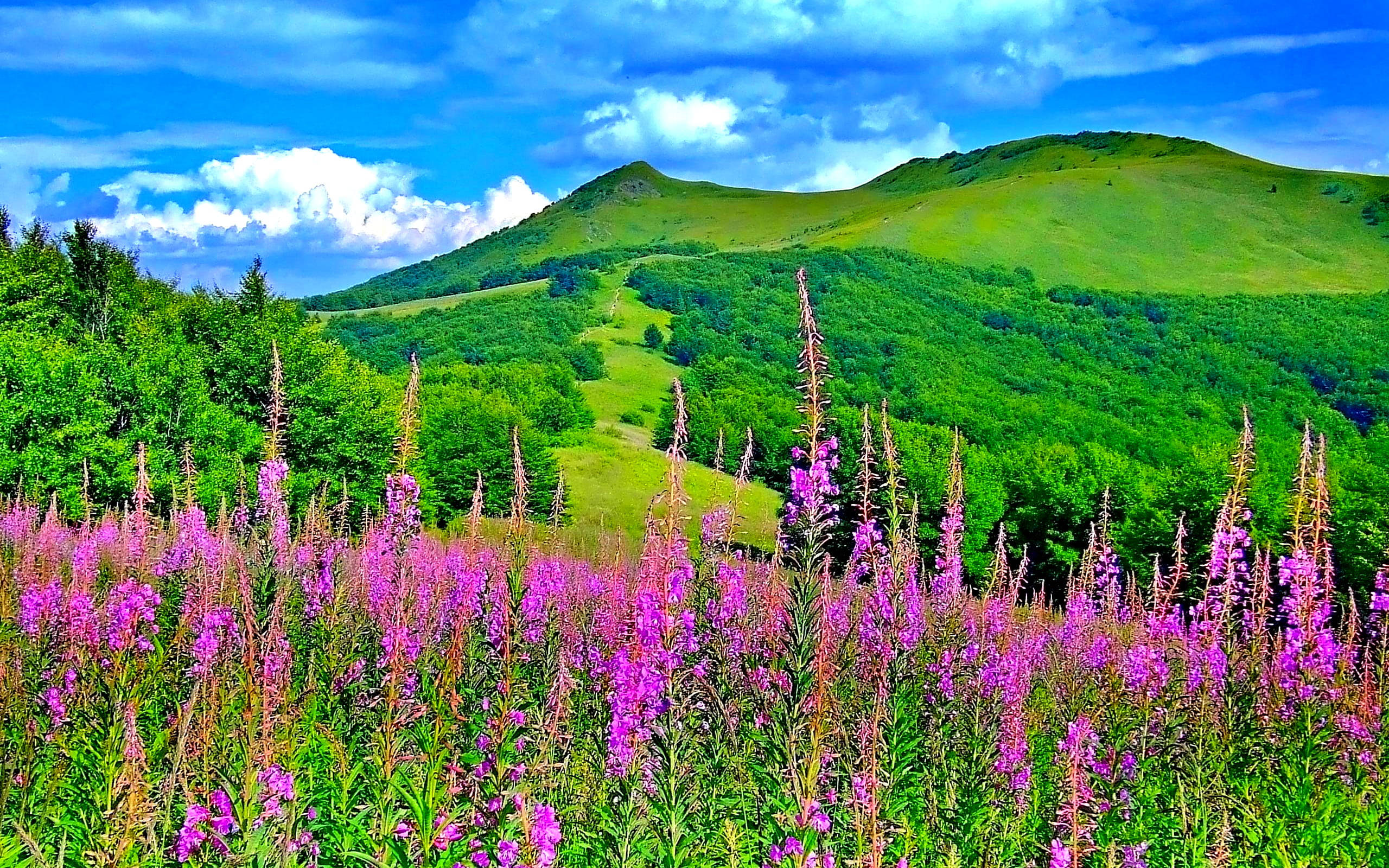 Green Hill 桌布 壁紙 — 充滿活力的紫色野花在前景盛開，綠草如茵的山丘和森林，在晴朗的藍天和蓬鬆的白雲下。