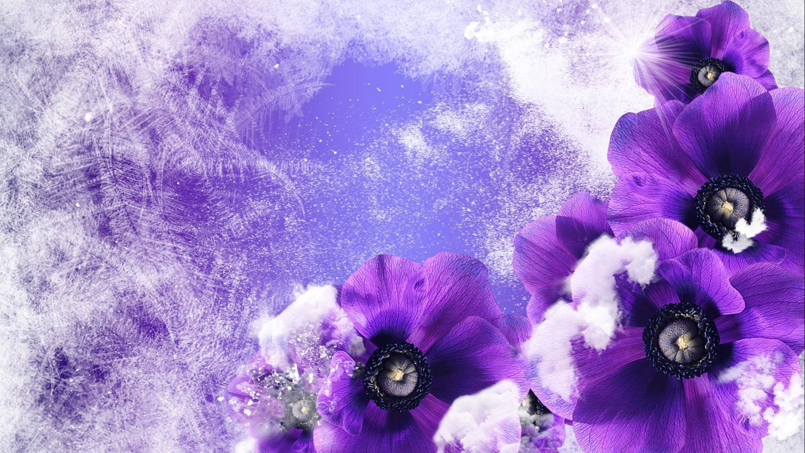 Poppy 桌布 壁紙 — 充滿活力的紫色銀蓮花在夢幻薰衣草背景上，於霜白紋理中盛開。