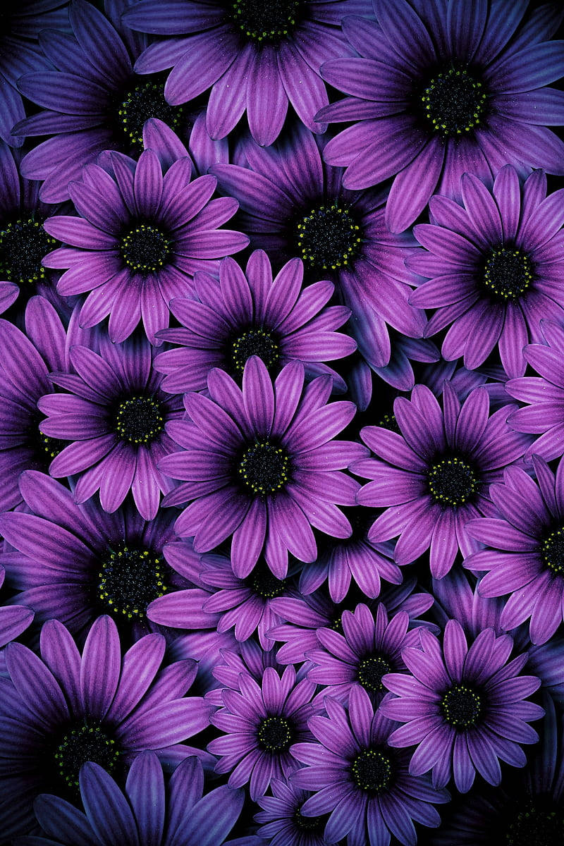 Daisy Flower 桌布 壁紙 — 充滿活力的紫色雛菊，深色中心密集地排列在豐富的花卉圖案中。