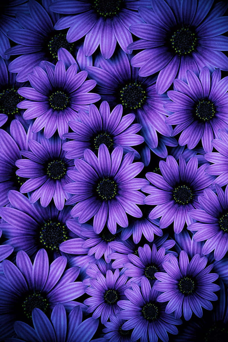 Android Daisies 桌布 壁紙 — 充滿活力的紫色雛菊，深色花心，密集排列成豐富的花卉圖案。