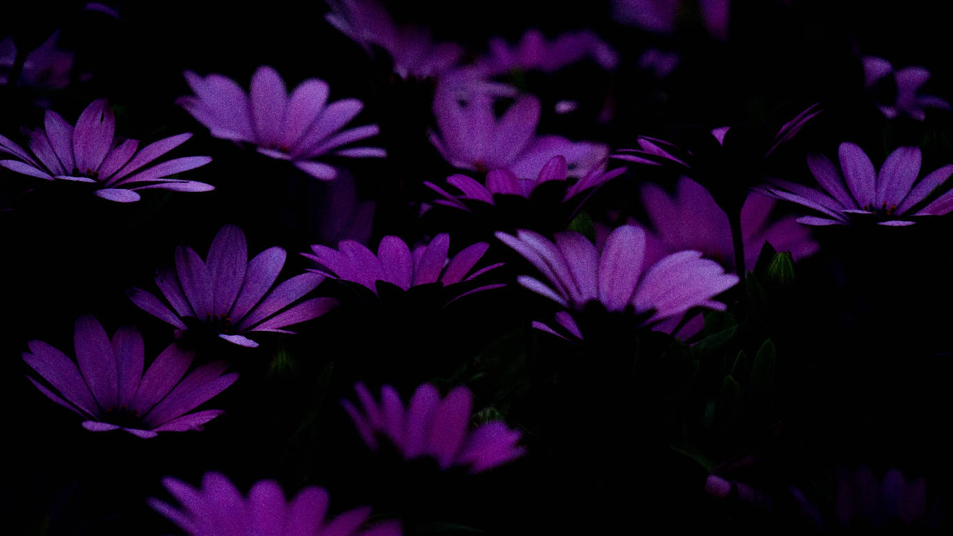 花 桌布 壁紙 — 充滿活力的紫色雛菊在深邃的黑色背景下柔和發光，營造出憂鬱的夜間花卉場景。