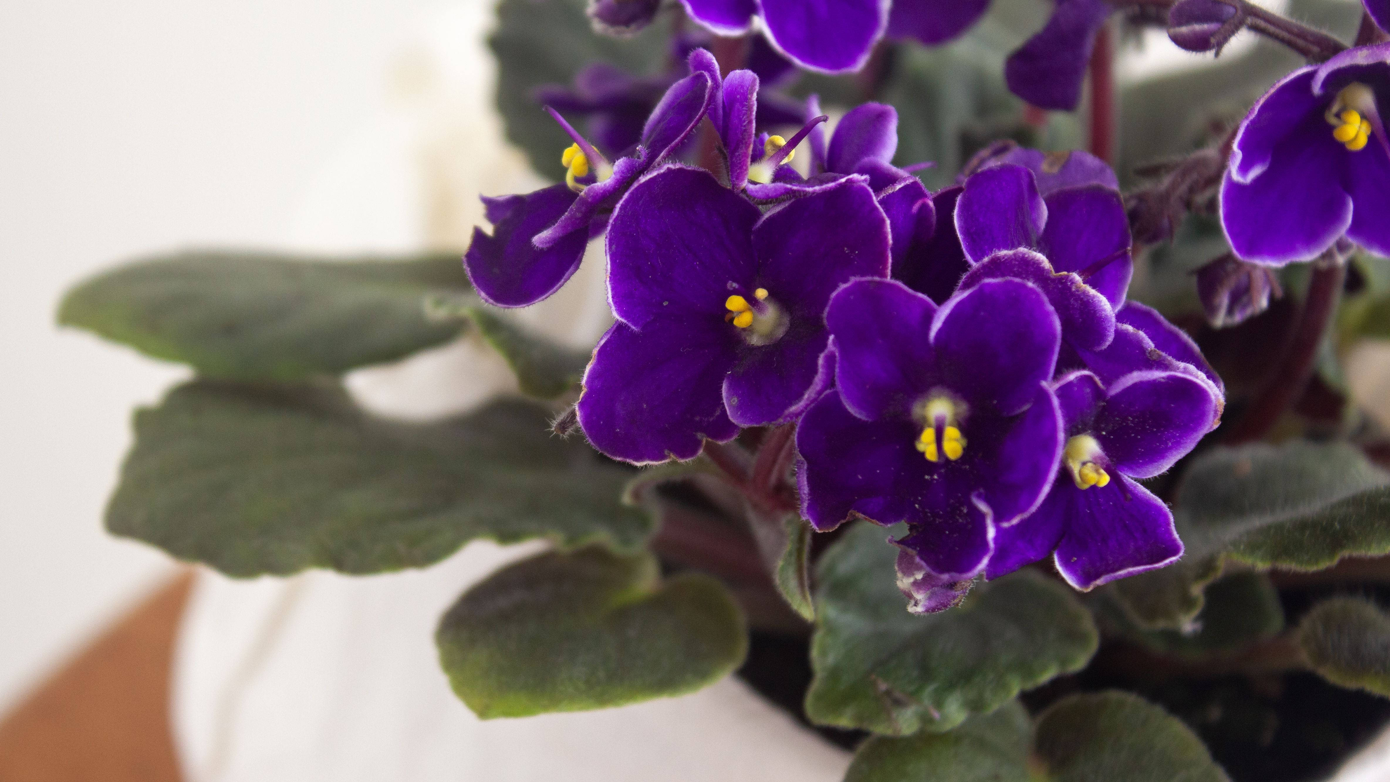 Pansy 桌布 壁紙 — 充滿活力的紫色非洲紫羅蘭花，帶有黃色花心，在柔光特寫中於茂密的綠葉間盛開。