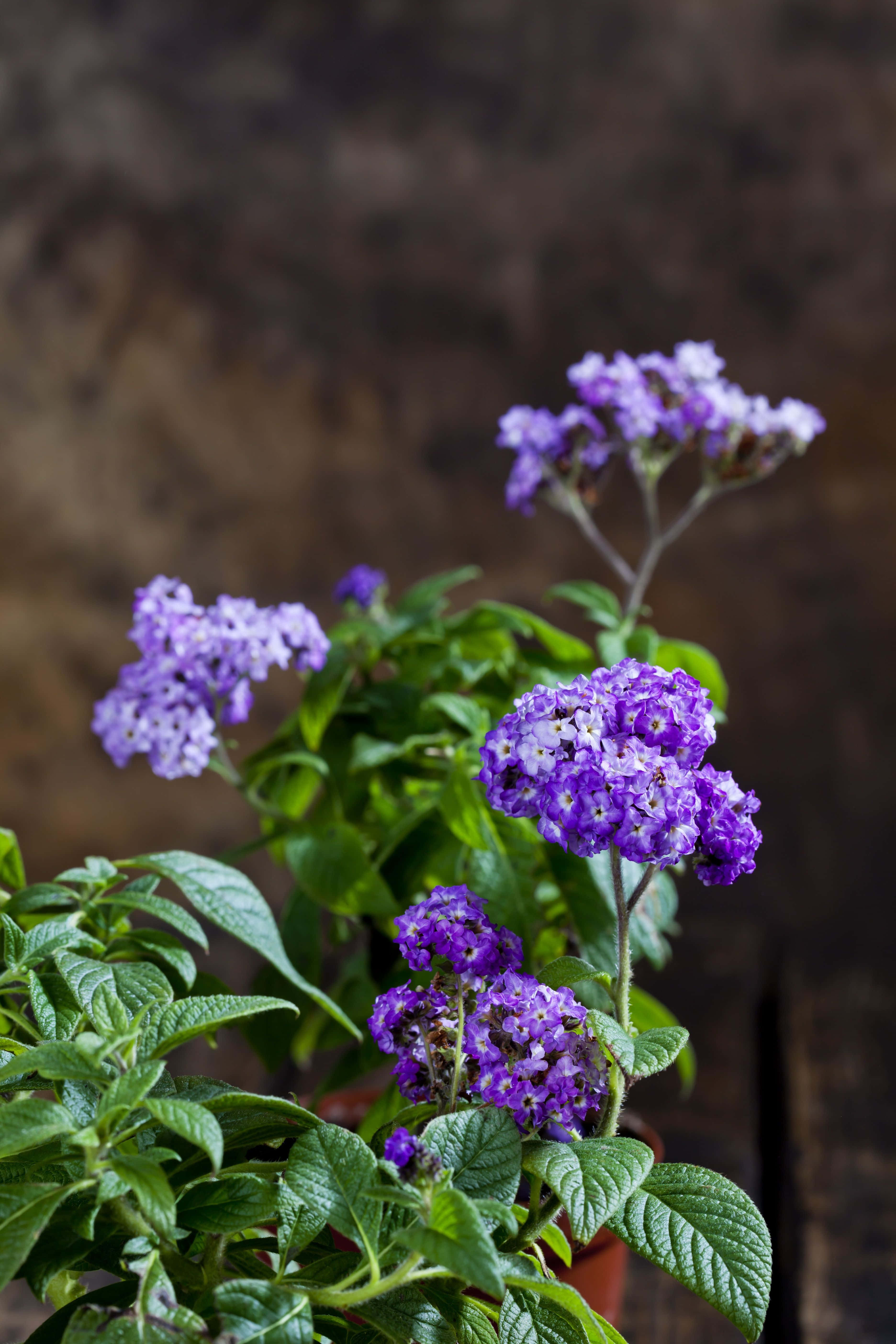 Purple Flower 桌布 壁紙 — 充滿活力的紫色馬鞭草花朵盛開，茂密的綠葉襯托著柔和模糊的土褐色背景。