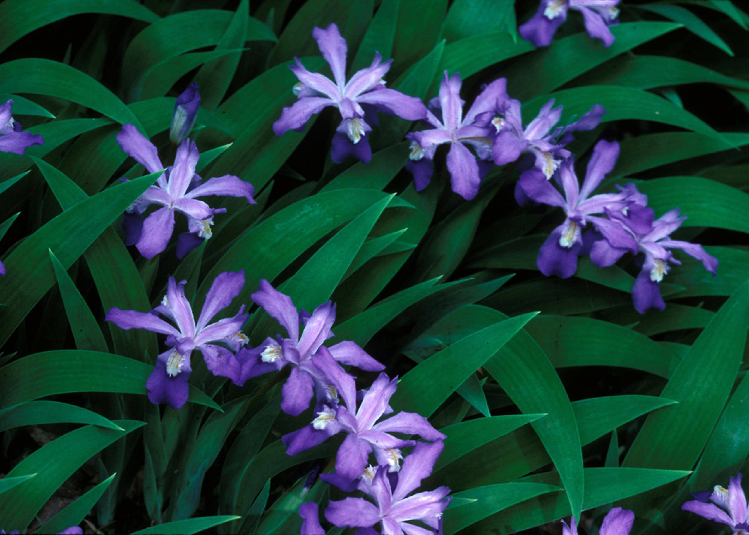 Iris 桌布 壁紙 — 充滿活力的紫色鳶尾花在茂密的花園花壇中，於翠綠的葉子間盛開。