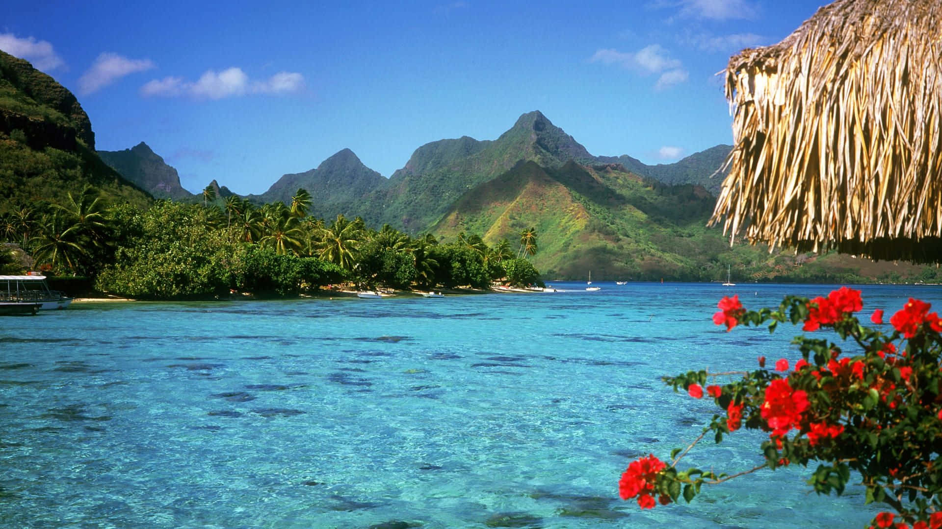 Bora Bora 桌布 壁紙 — 充滿活力的綠松石潟湖，周圍環繞著鬱鬱蔥蔥的綠色山脈和一個茅草屋頂，前景有紅色花朵。