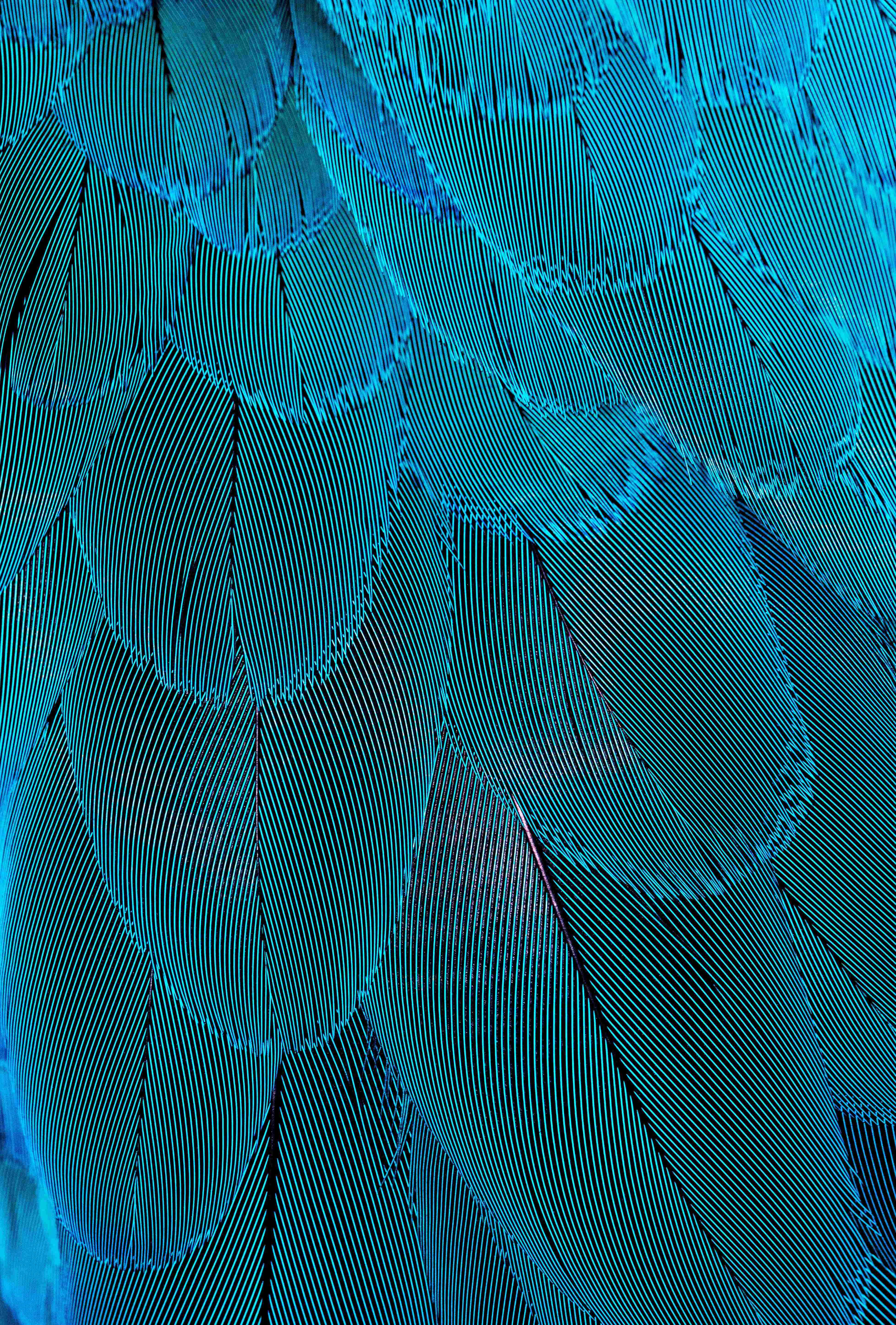 Feathers 桌布 壁紙 — 充滿活力的綠松石色羽毛特寫，帶有複雜的羽枝和深色輪廓，形成紋理化的自然圖案。