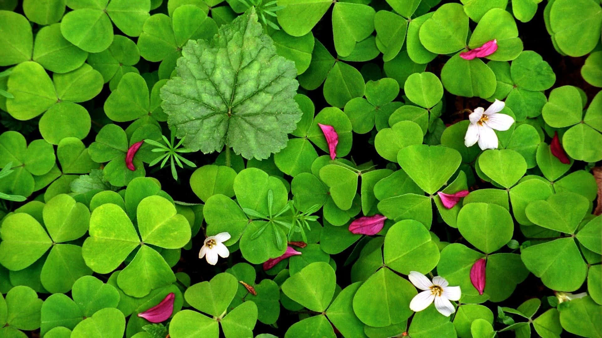 clover 桌布 壁紙 — 充滿活力的綠色三葉草葉子覆蓋地面，散落的白色花朵和粉紅色花瓣增添了精緻的對比。