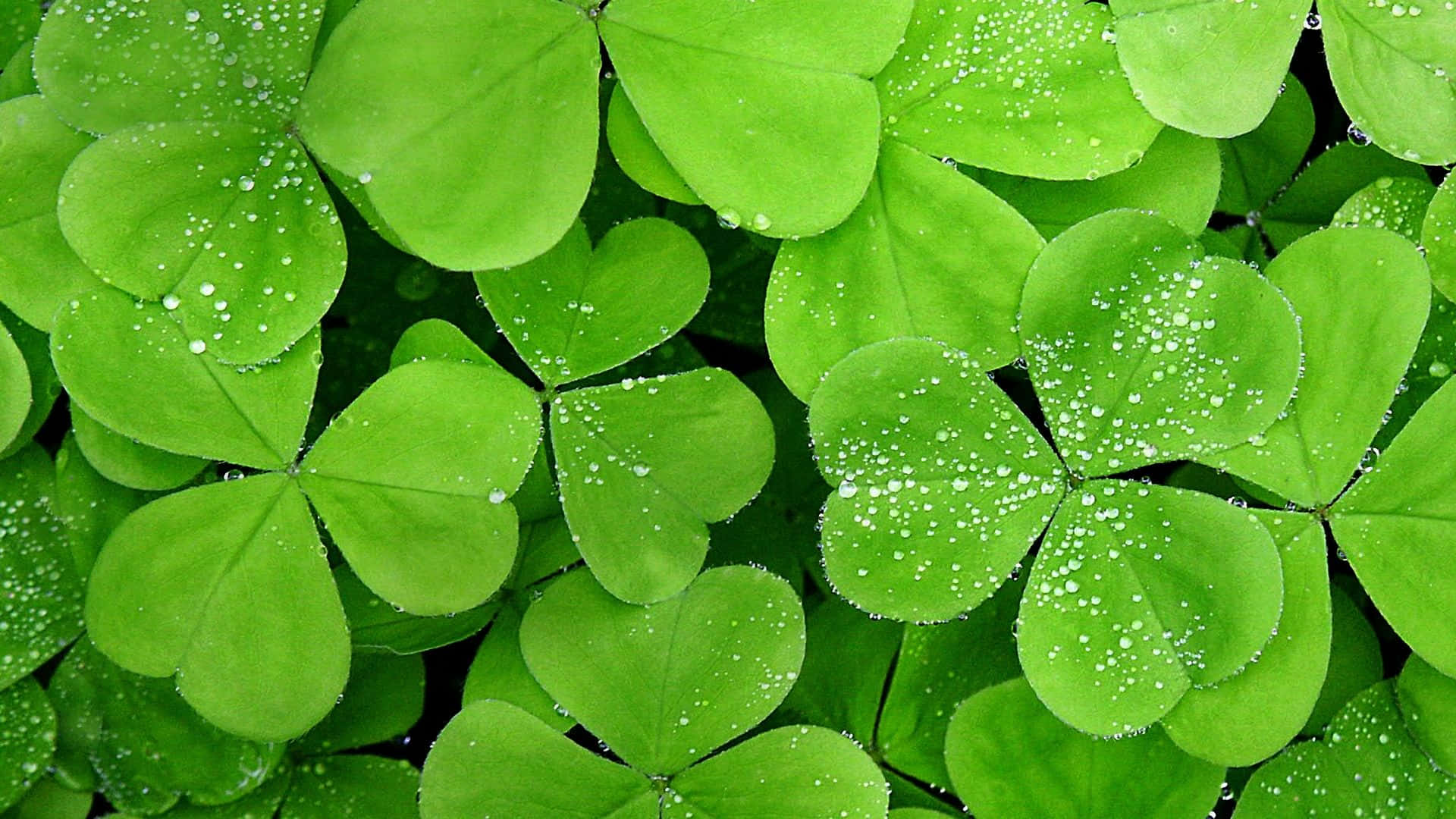 Leaves 桌布 壁紙 — 充滿活力的綠色三葉草葉片在深色背景上閃爍著露珠。