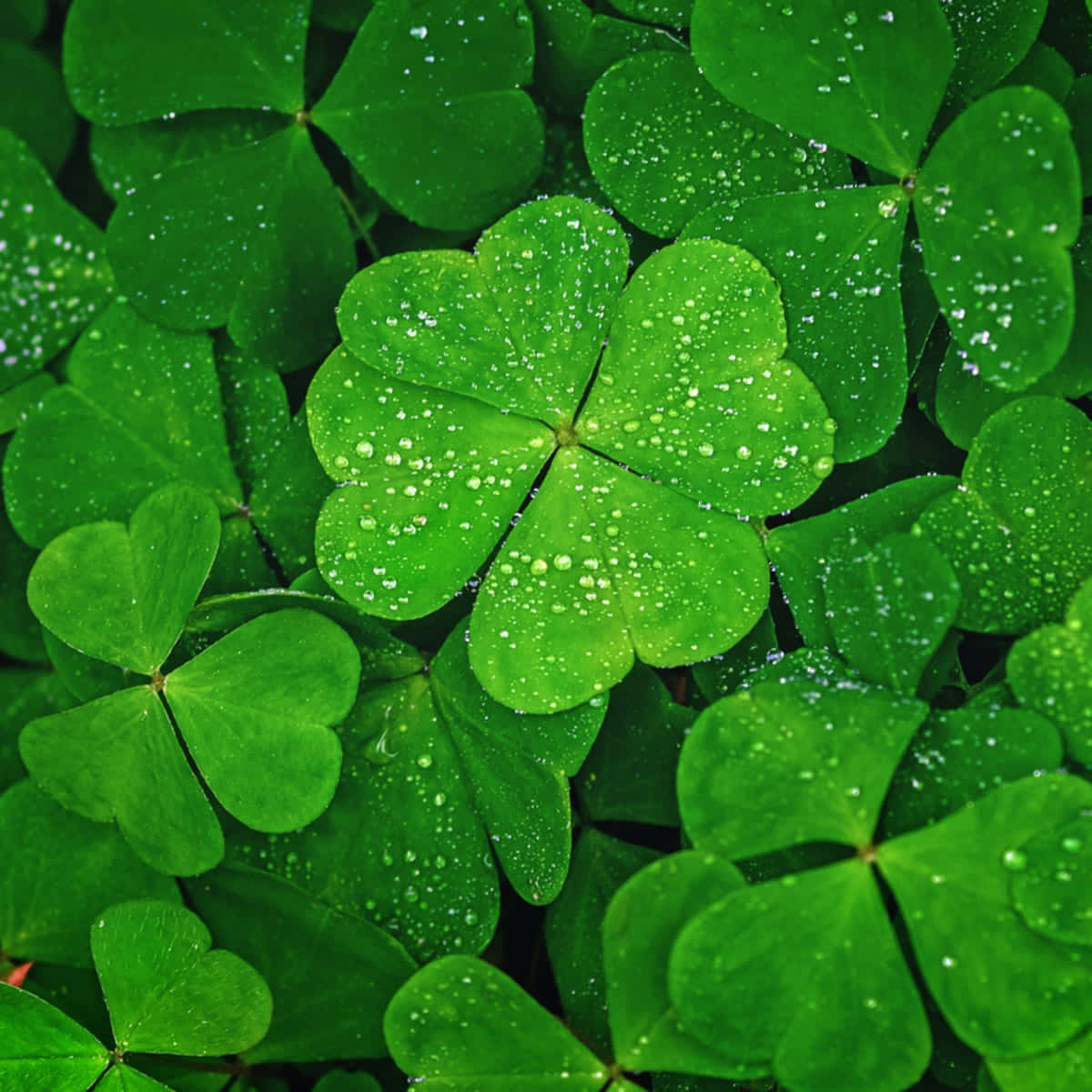 Four Leaf Clover 桌布 壁紙 — 充滿活力的綠色三葉草葉片在茂密的自然特寫中閃爍著露珠。