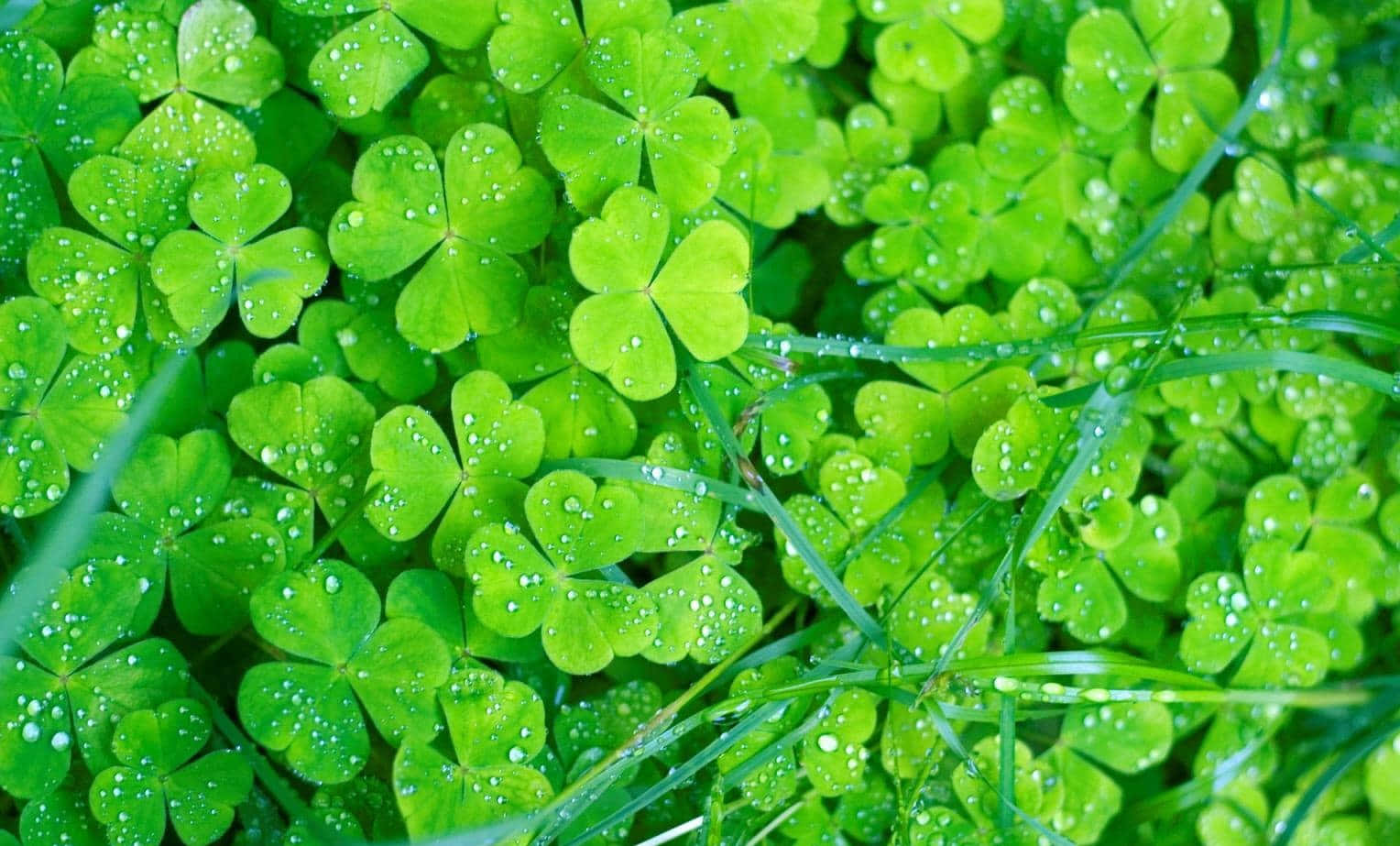 Celtic Irish 桌布 壁紙 — 充滿活力的綠色三葉草葉片在茂盛的早晨草地上閃爍著露珠。