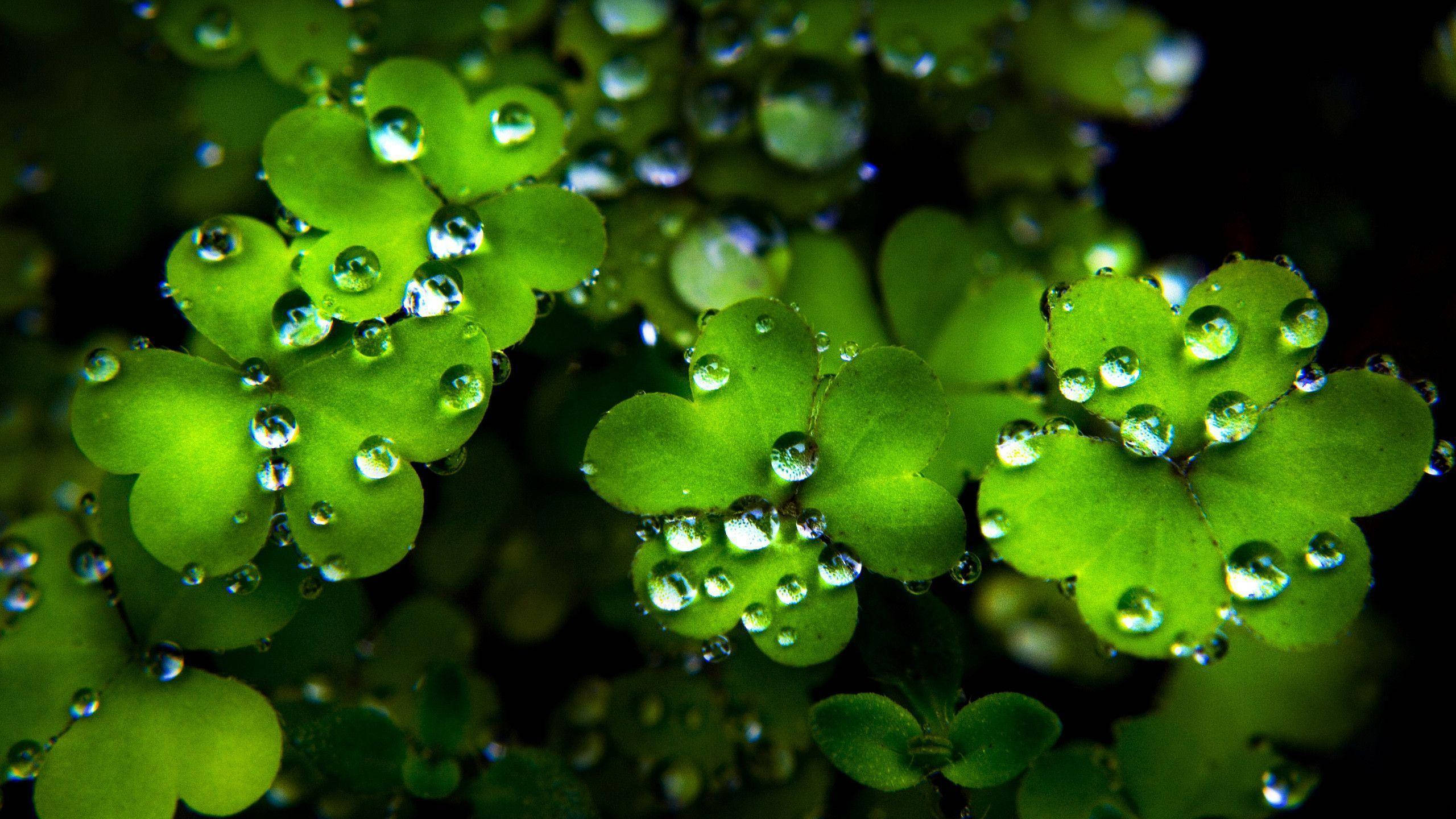 St Patrick's Day 桌布 壁紙 — 充滿活力的綠色三葉草葉片在黑暗模糊的背景上閃爍著晶瑩剔透的露珠。