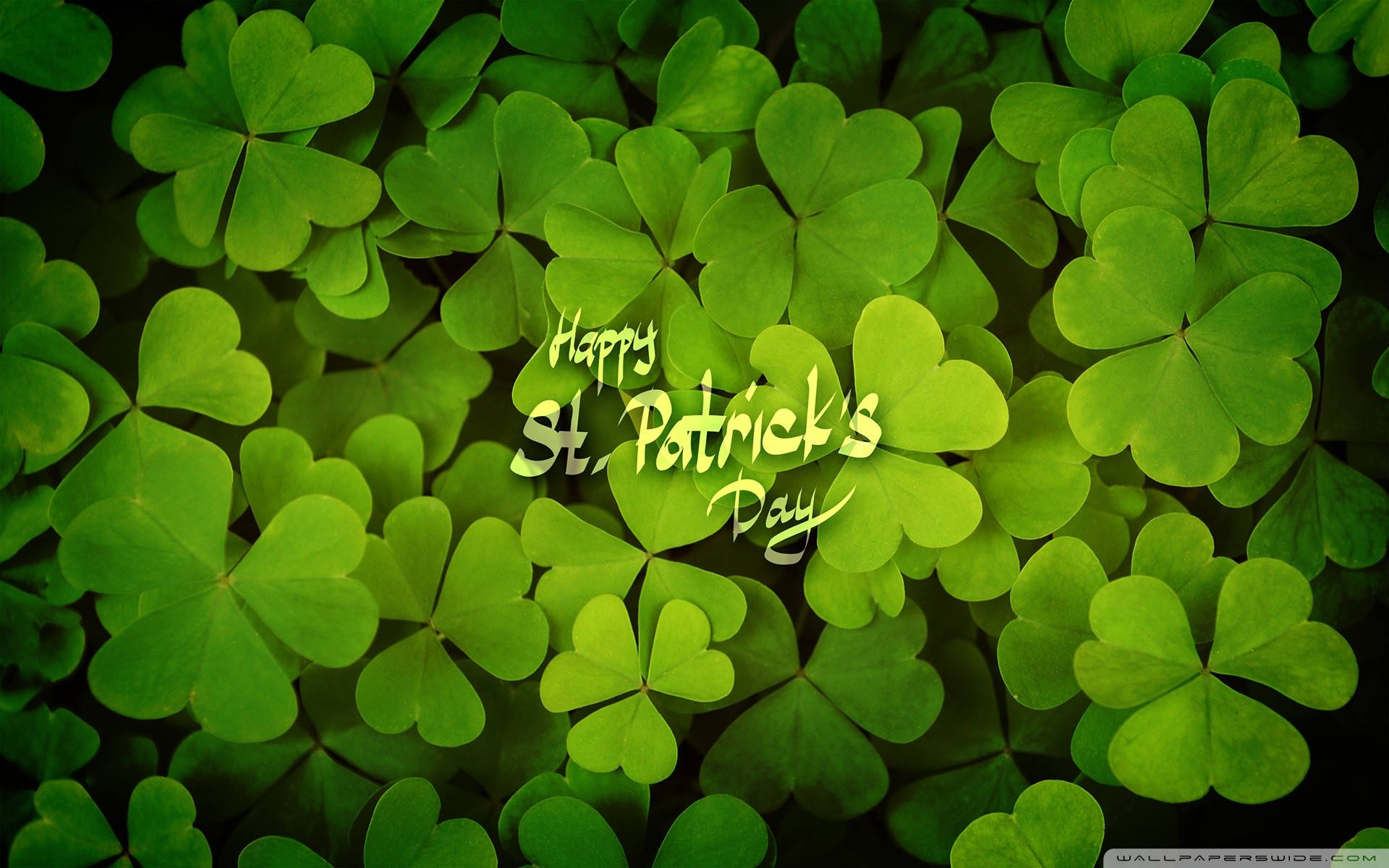 Happy St Patrick's Day 文字在茂密的綠色三葉草葉片上。