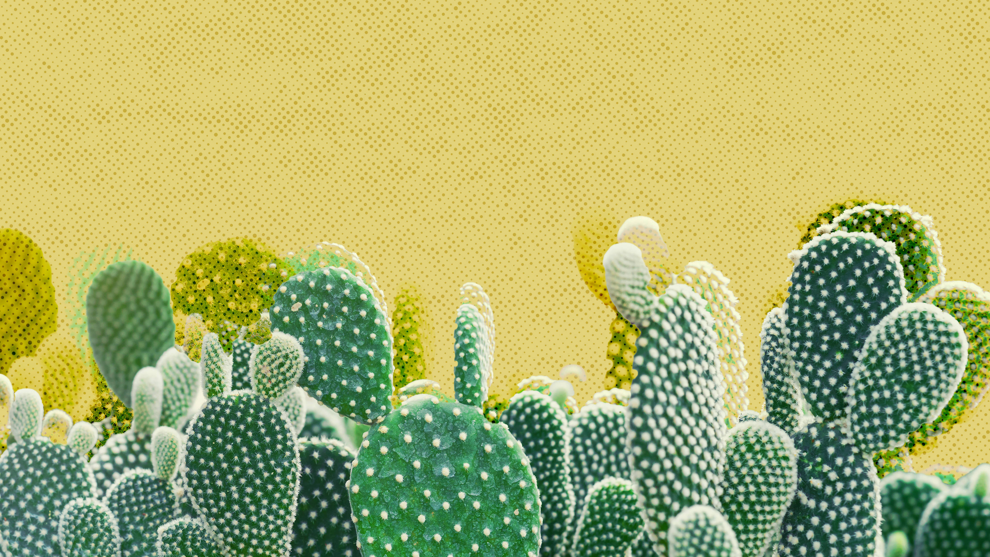 Cactus 桌布 壁紙 — 充滿活力的綠色仙人掌果仙人掌，帶有白色刺，點綴在紋理黃色背景上，形成風格化的數位構圖。