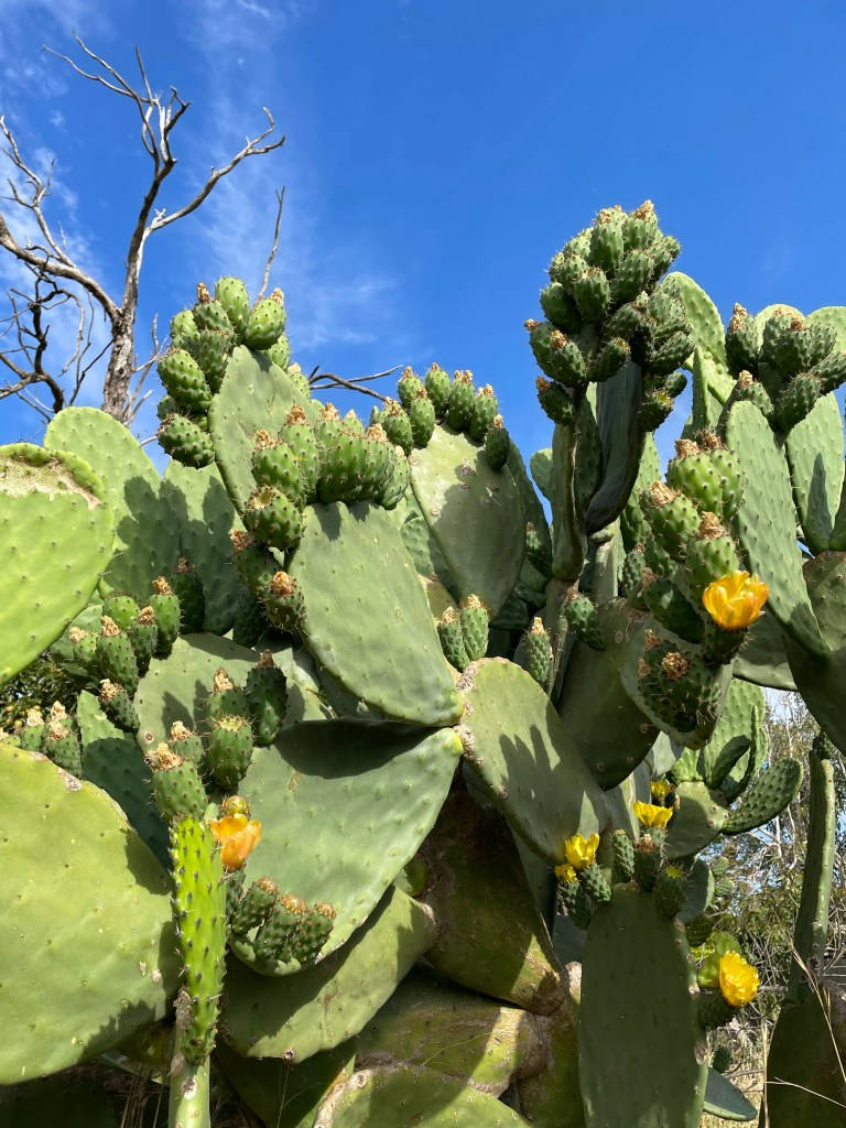 Cactus 桌布 壁紙 — 充滿活力的綠色仙人掌果綻放黃色花朵，映襯著清澈的藍天和光禿的樹木剪影。
