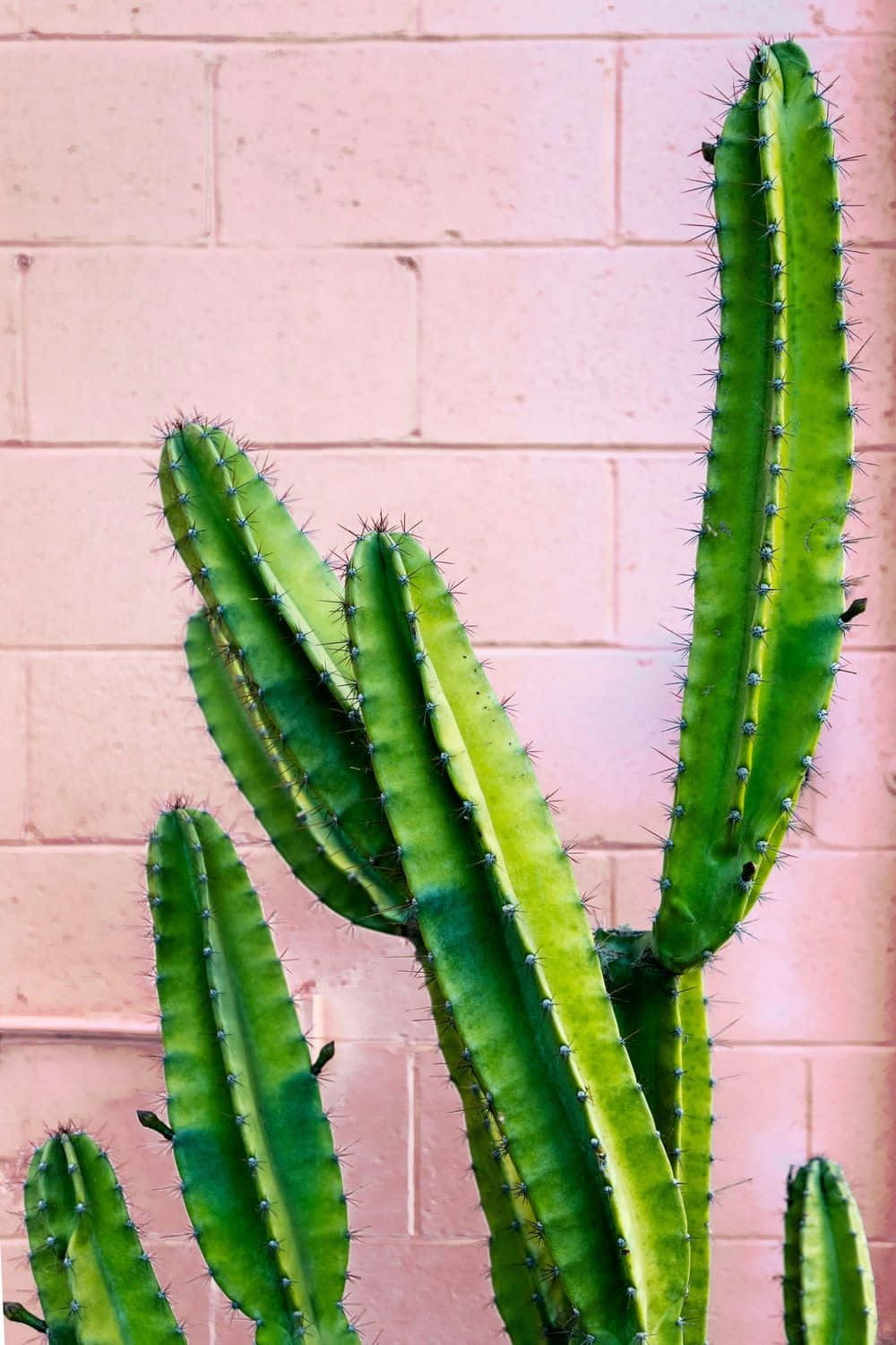 Cactus iPhone 桌布 壁紙 — 充滿活力的綠色仙人掌莖帶有尖銳的刺，高高聳立在柔和的粉紅色磚牆前。
