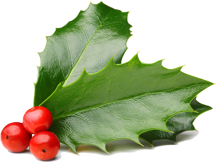 莓果 桌布 壁紙 — 充滿活力的綠色冬青葉，帶有尖刺和光澤質感，在純黑背景上托著三顆飽滿的紅色漿果。