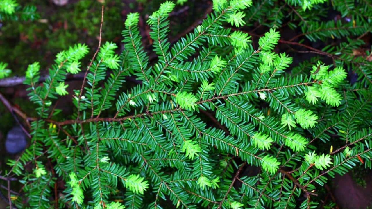 Evergreen Trees 桌布 壁紙 — 充滿活力的綠色冷杉枝條，帶有針狀葉子，散佈在長滿苔蘚的森林地面上。