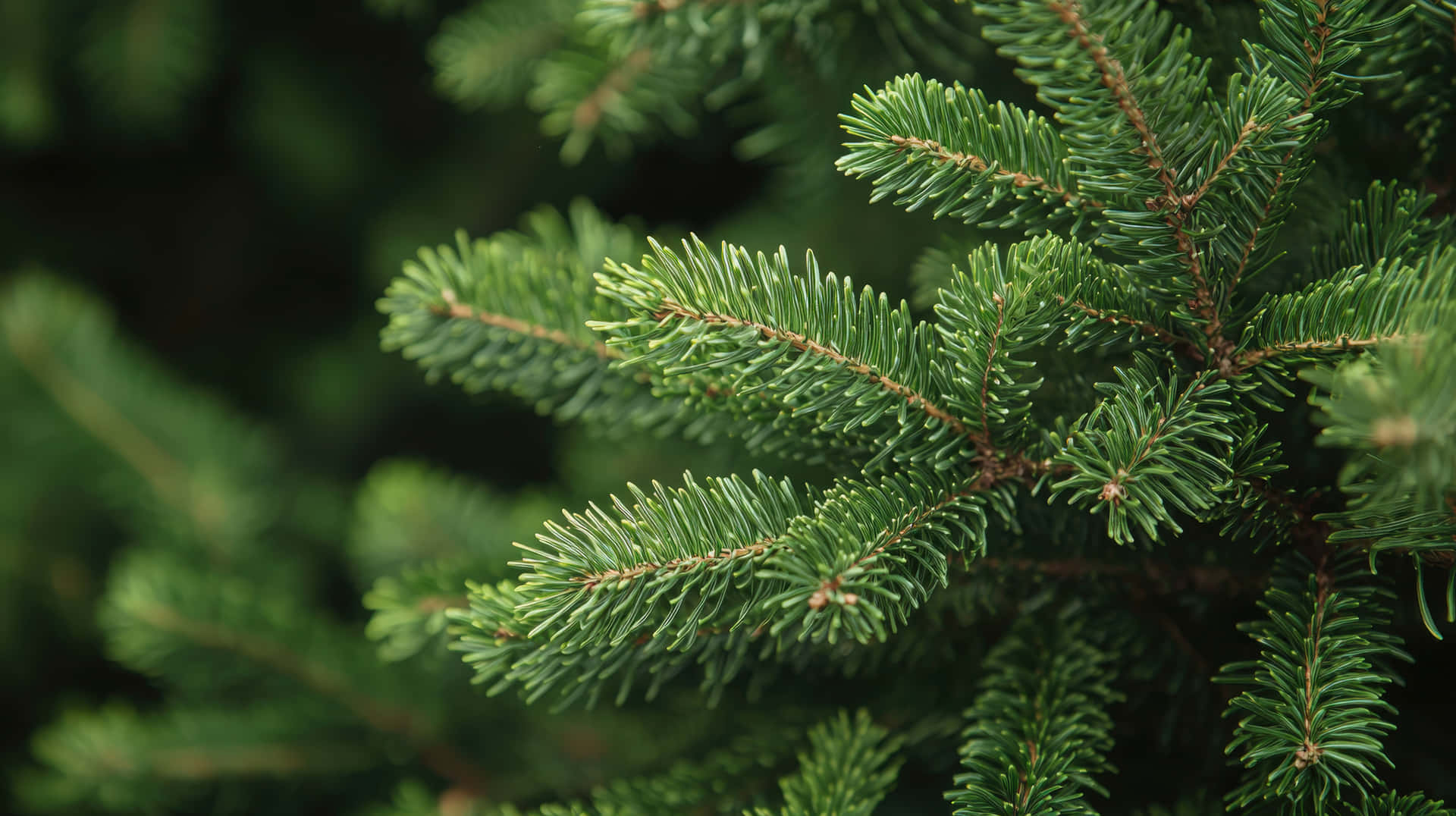 Lush green pine tree branches with sharp needles 壁紙 — 充滿活力的綠色冷杉樹枝特寫，帶有尖銳的針葉和柔和自然光。