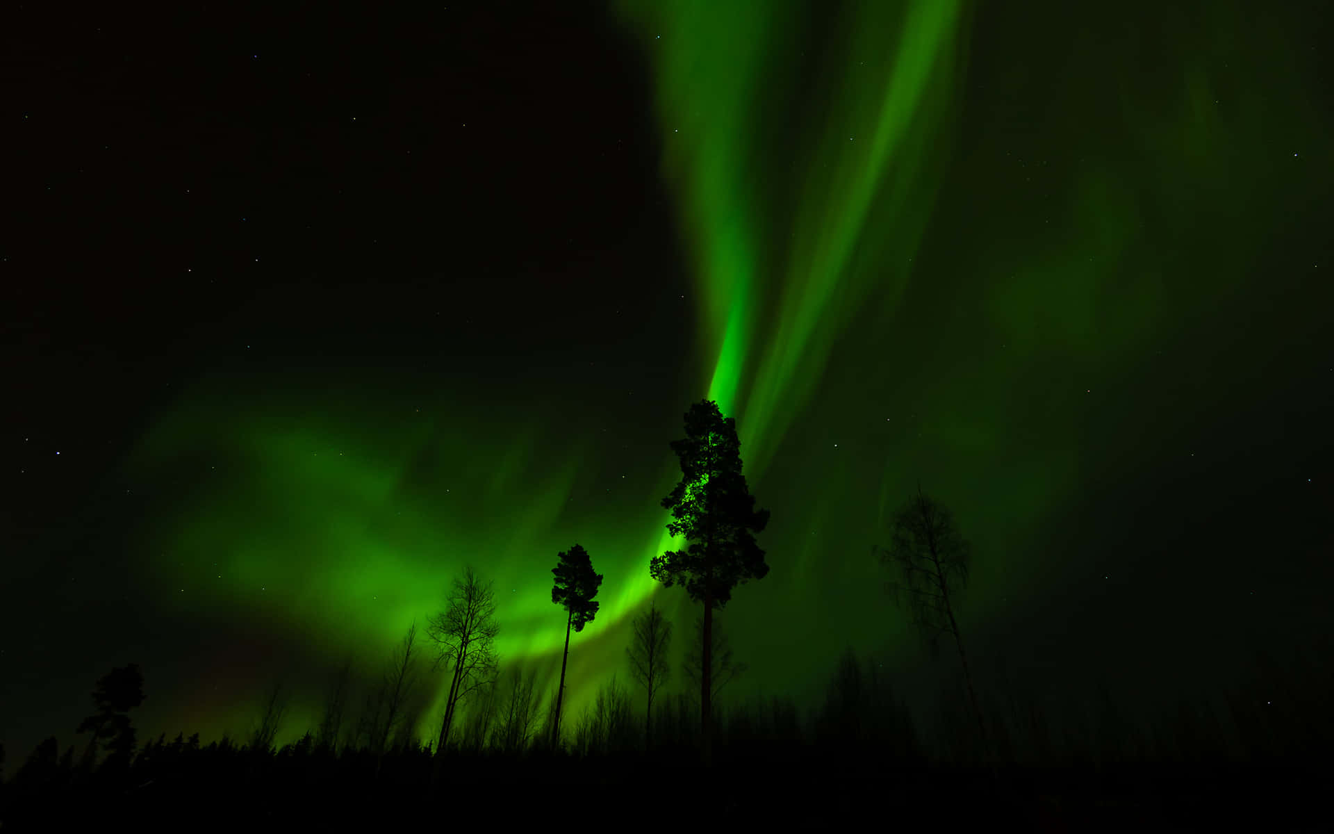 aurora borealis 桌布 壁紙 — 充滿活力的綠色北極光在偏遠荒野中剪影松樹上方，在繁星點點的夜空中舞動。
