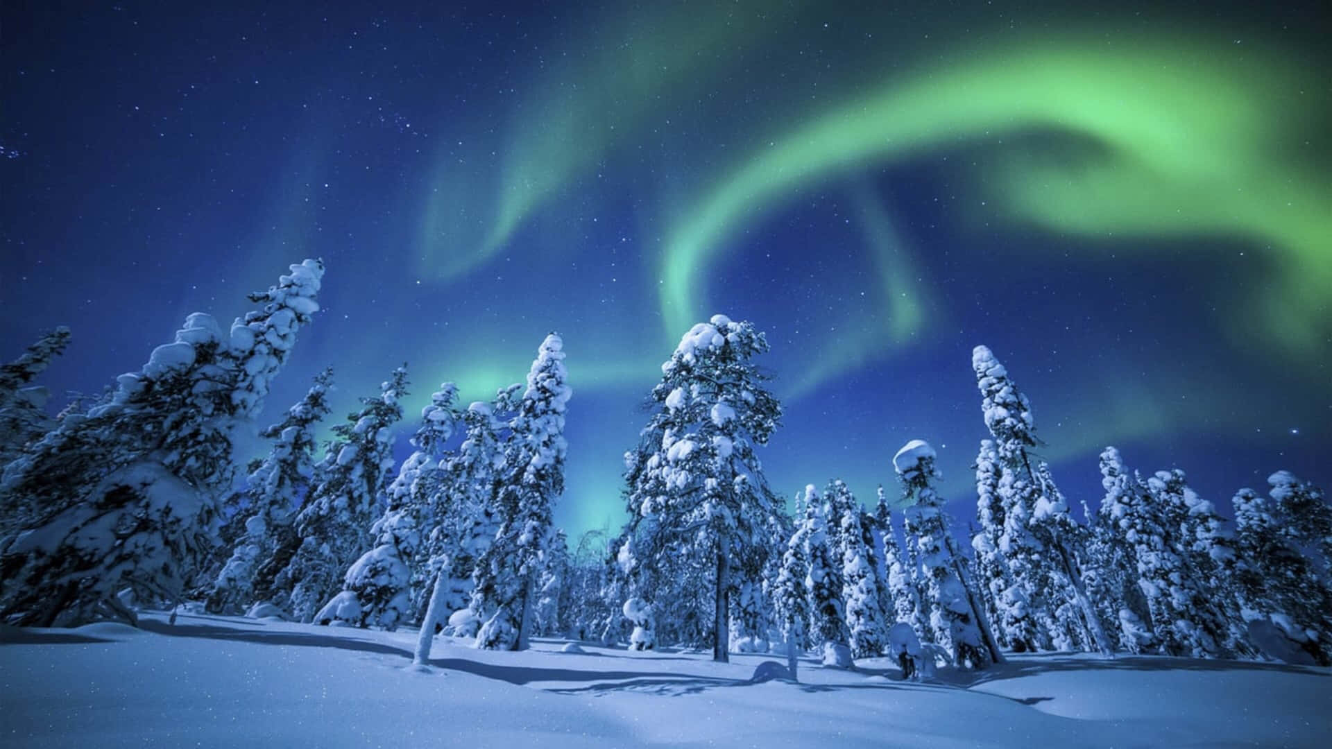 綠色北極光照亮繁星夜空下積雪的松樹。 — 極光 壁紙