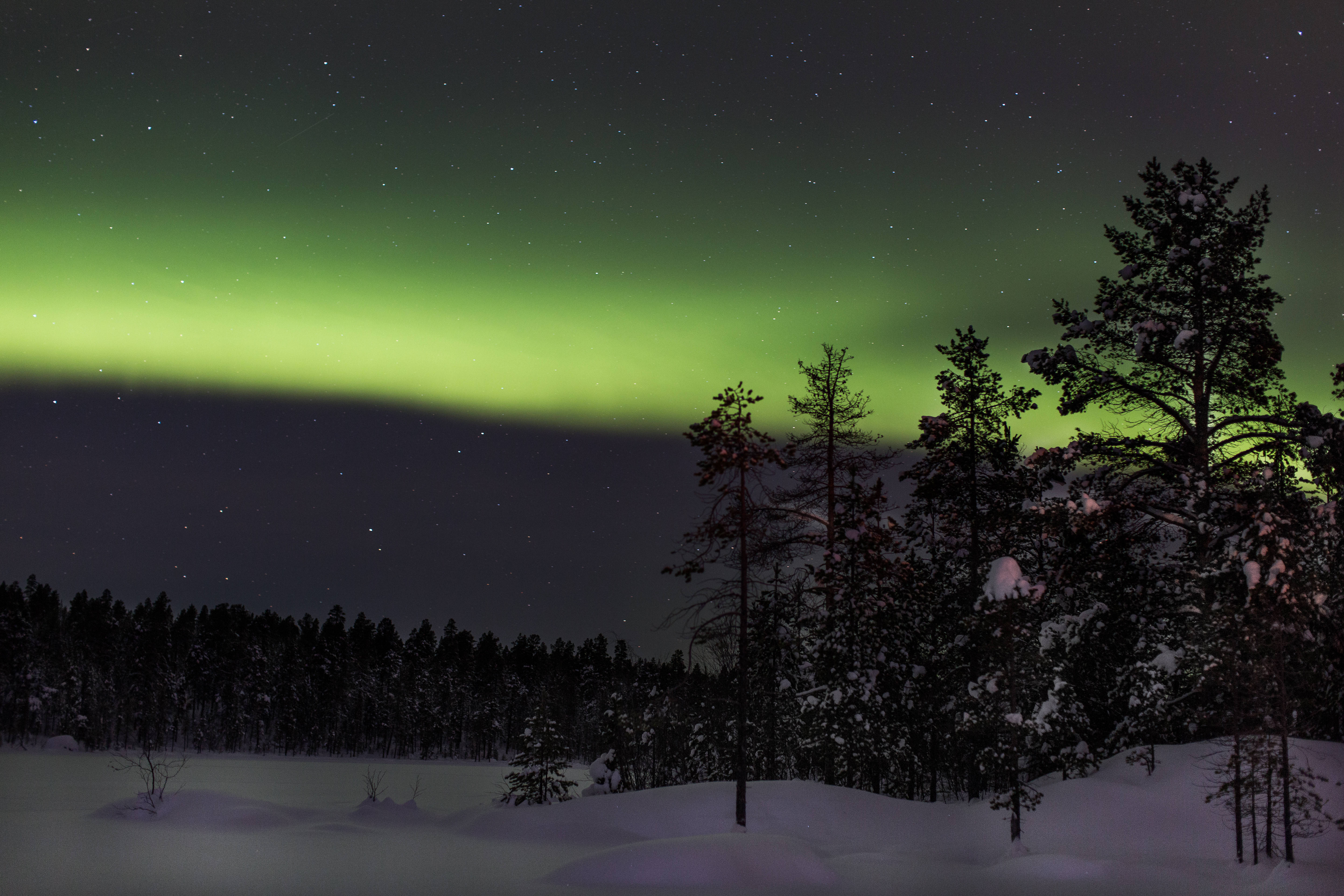 Finland 桌布 壁紙 — 充滿活力的綠色北極光在白雪覆蓋的松樹上方，在繁星點點的冬日天空中舞動。