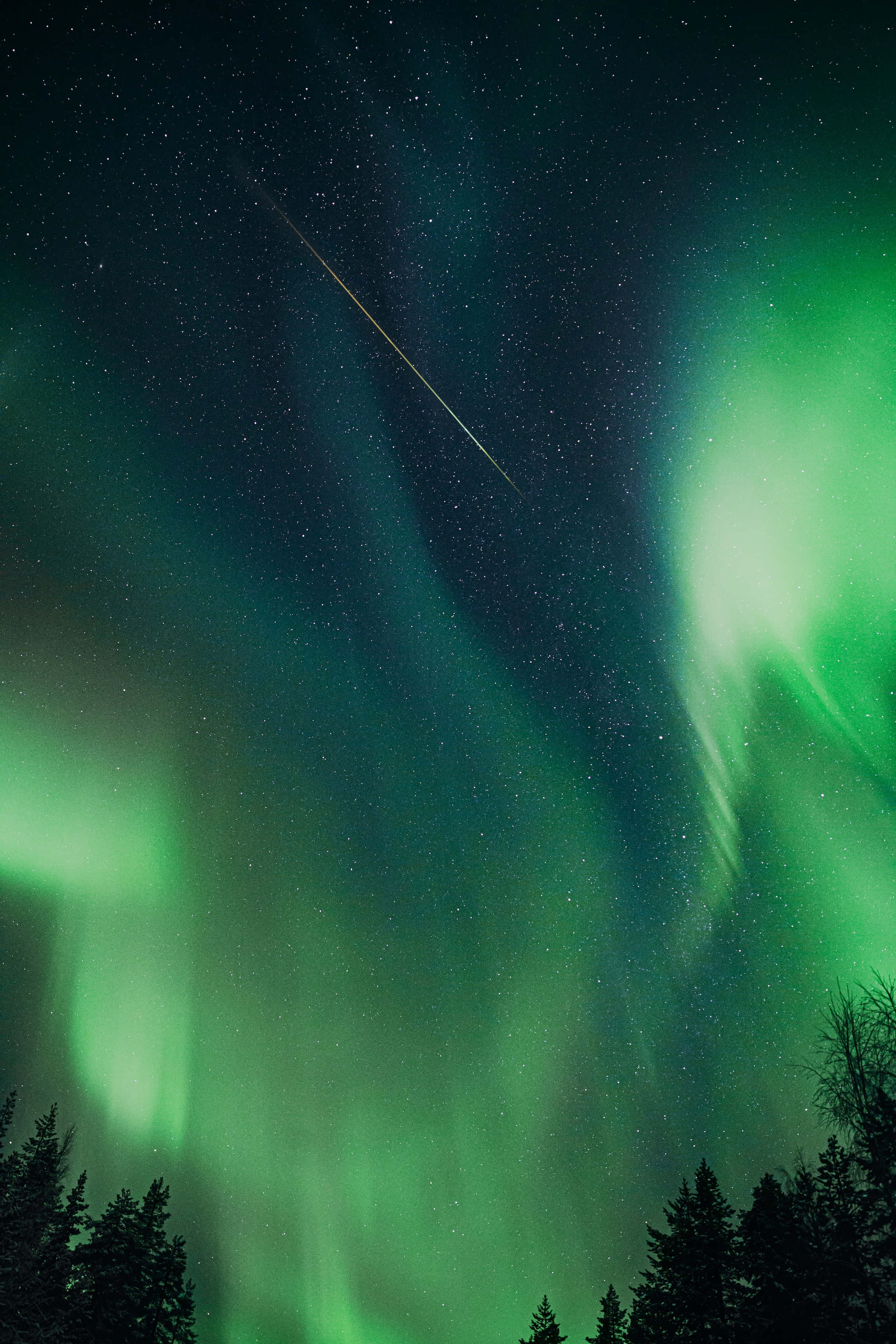 meteor 桌布 壁紙 — 充滿活力的綠色北極光在繁星點點的夜空中舞動，一顆流星劃過黑暗的松樹上方。