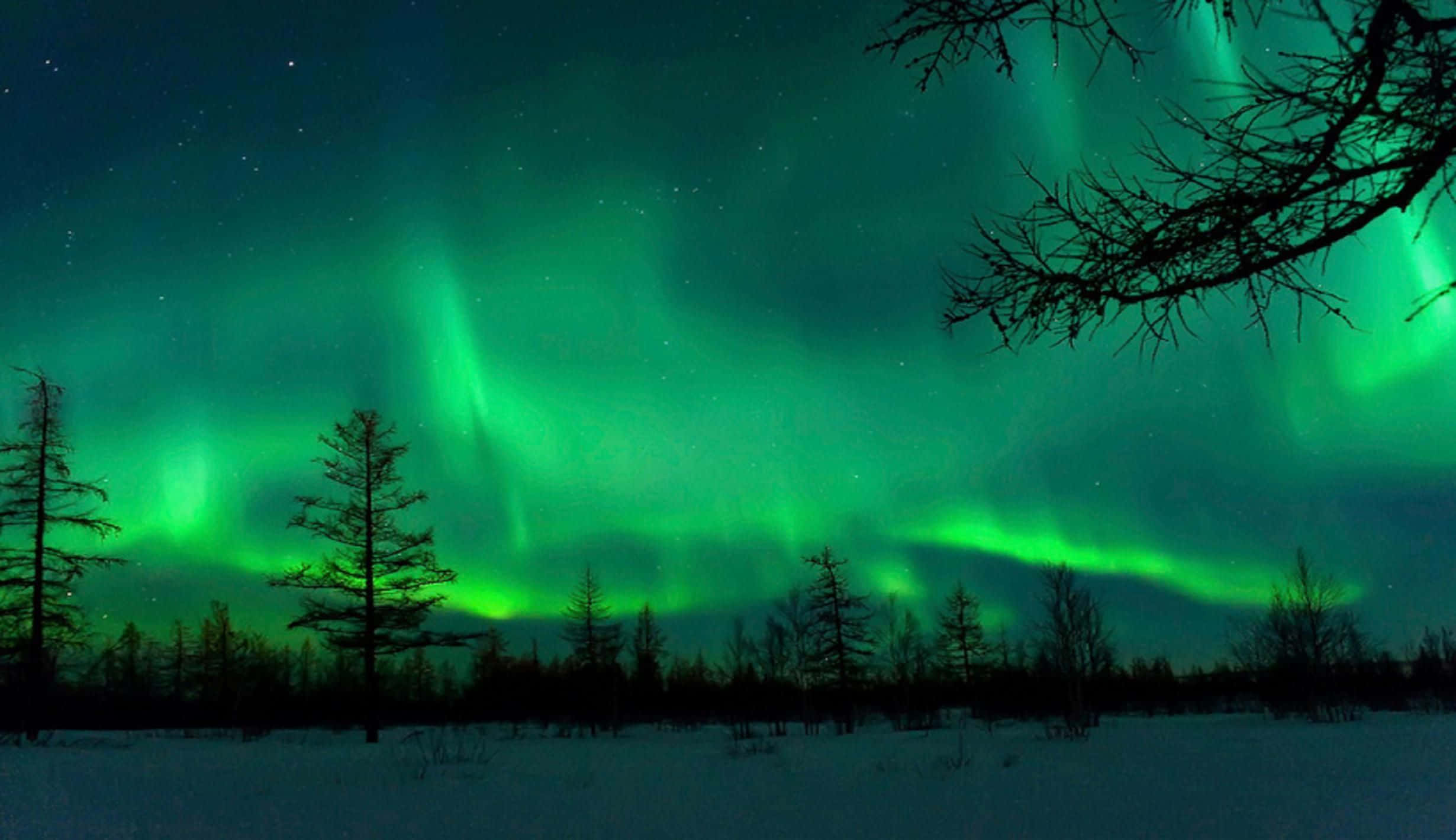Aurora 桌布 壁紙 — 充滿活力的綠色北極光在繁星點點的夜空中舞動，映照在白雪覆蓋的樹木和光禿的樹枝上。