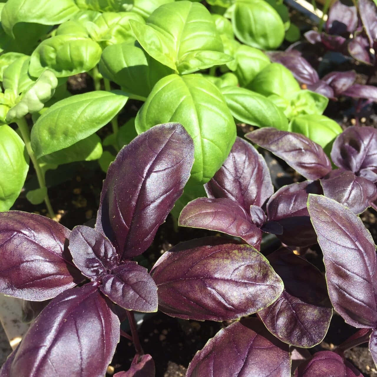 Purple Basil 桌布 壁紙 — 充滿活力的綠色和深紫色羅勒葉在明亮的陽光下沐浴，質感豐富，帶有露水般的光澤。
