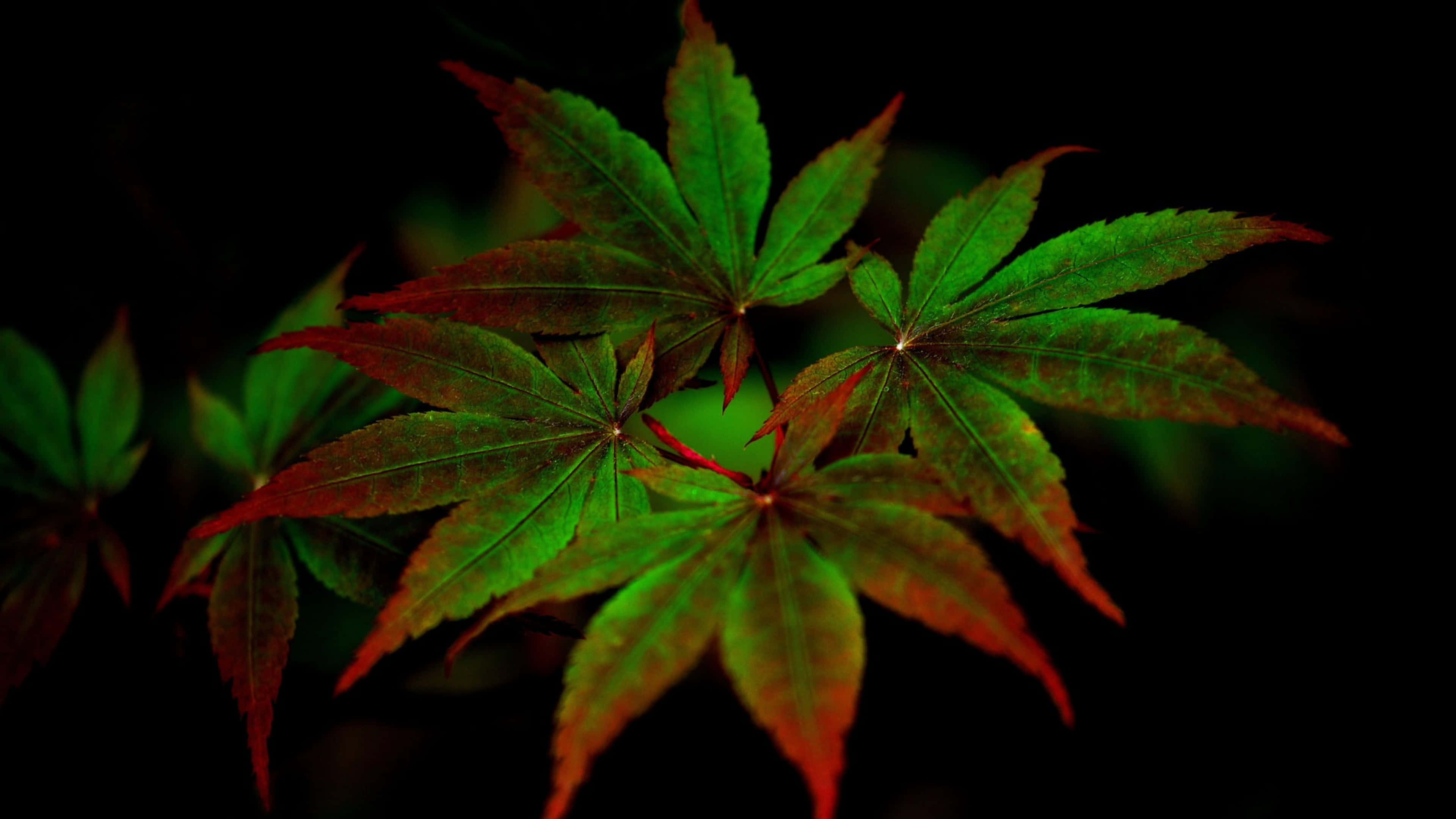 桌布 壁紙 — 充滿活力的綠色和紅色楓葉在深黑色背景上發光，呈現戲劇性的特寫。