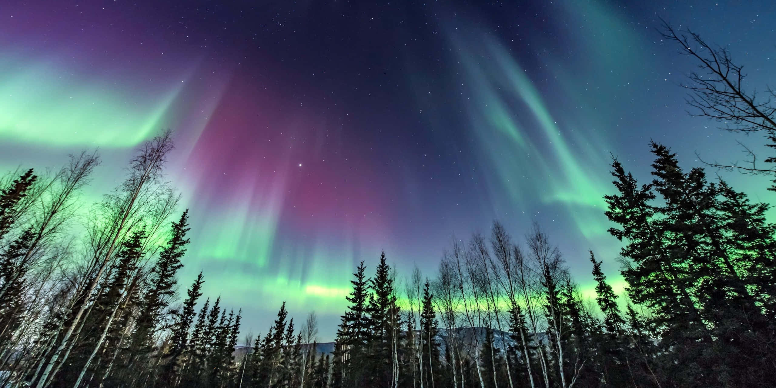 aurora borealis 桌布 壁紙 — 充滿活力的綠色和紫色北極光在黑暗的松樹和樺樹林上方的星空夜空中舞動。