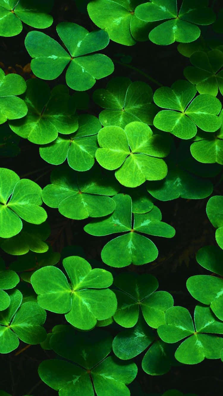 Saint Patricks Day 桌布 壁紙 — 充滿活力的綠色四葉草密集地覆蓋在深色泥土表面上，呈現出茂密的自然近距離特寫。