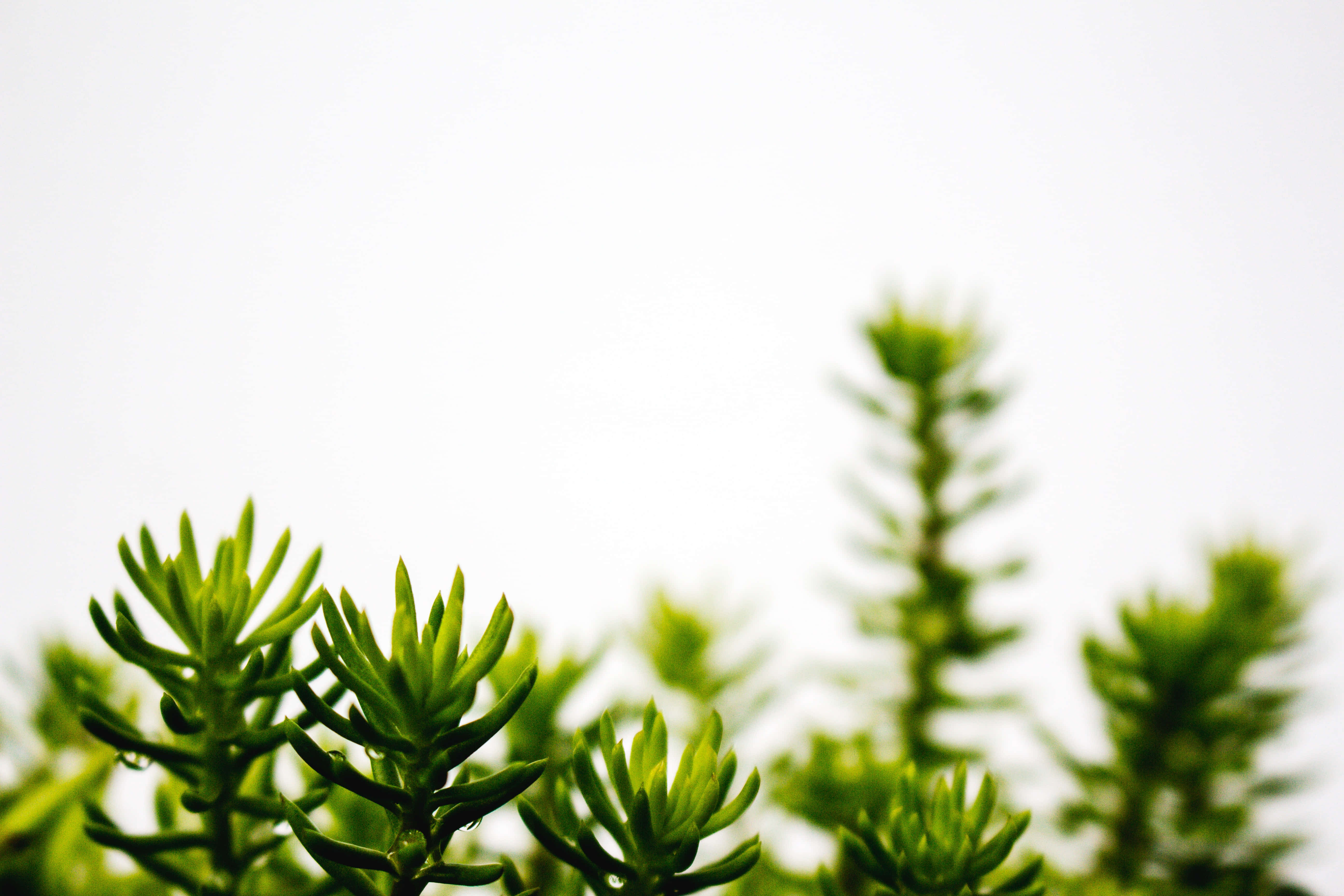 Simple Minimalist 桌布 壁紙 — 充滿活力的綠色多肉植物，葉片尖銳，在淺景深中映襯著柔和的白色背景。